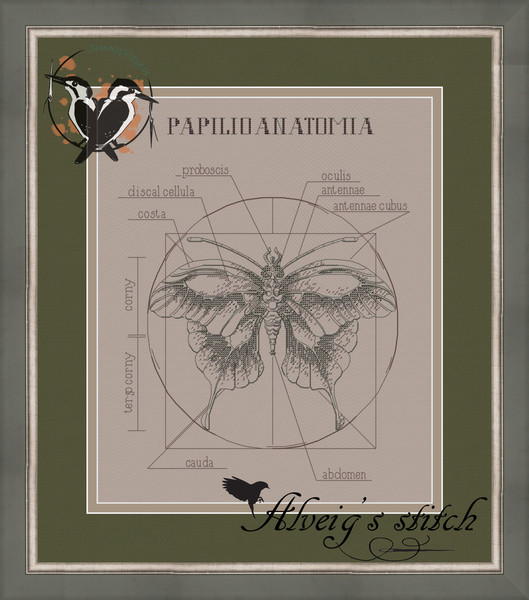 Анатомия бабочки.jpg