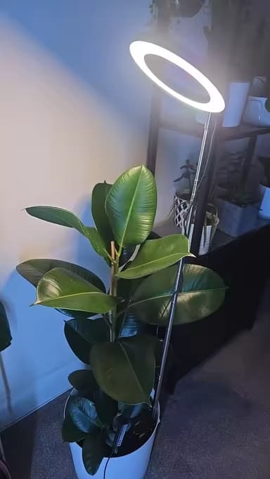 review image 1