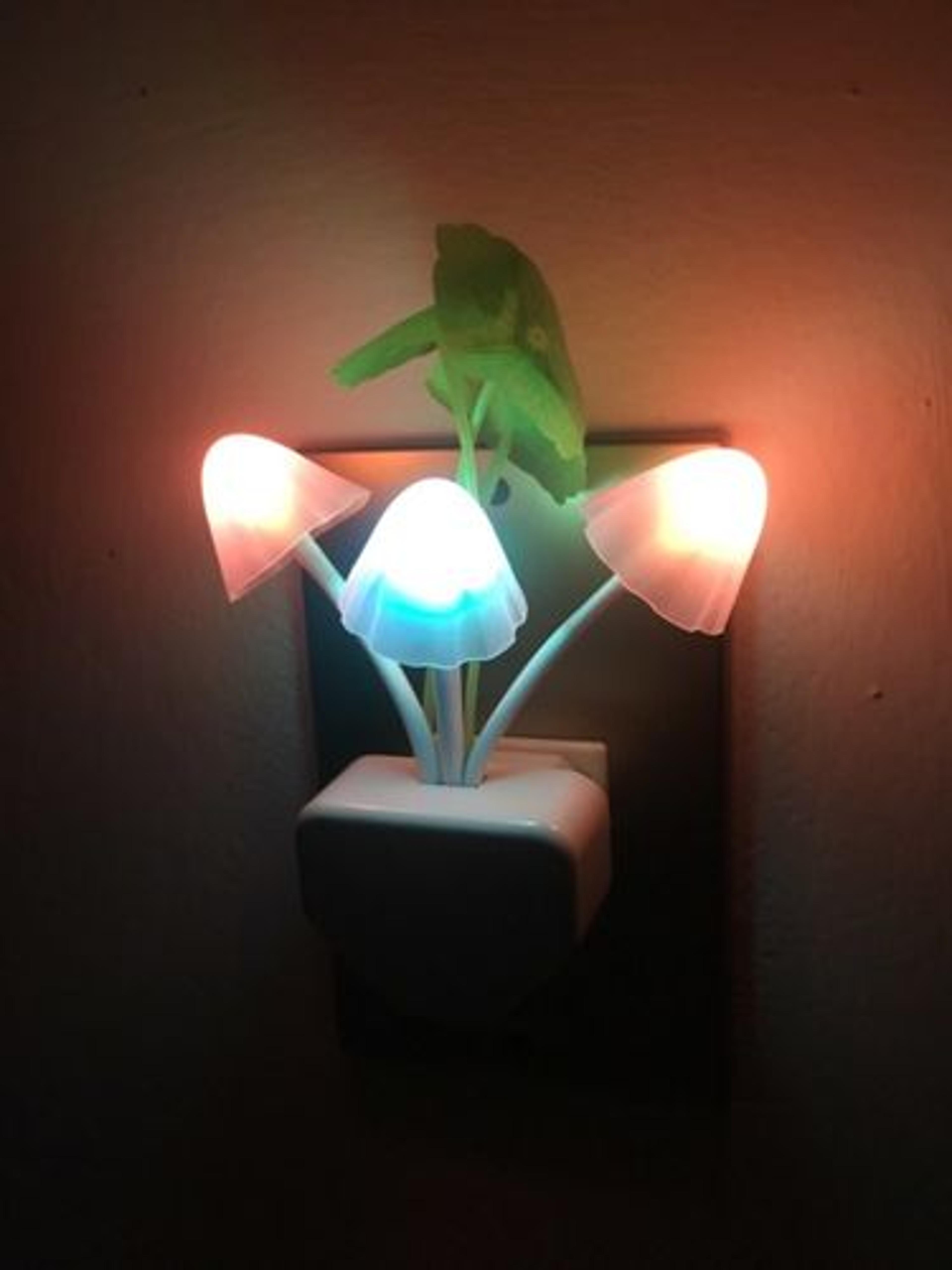 Customer Review Photo