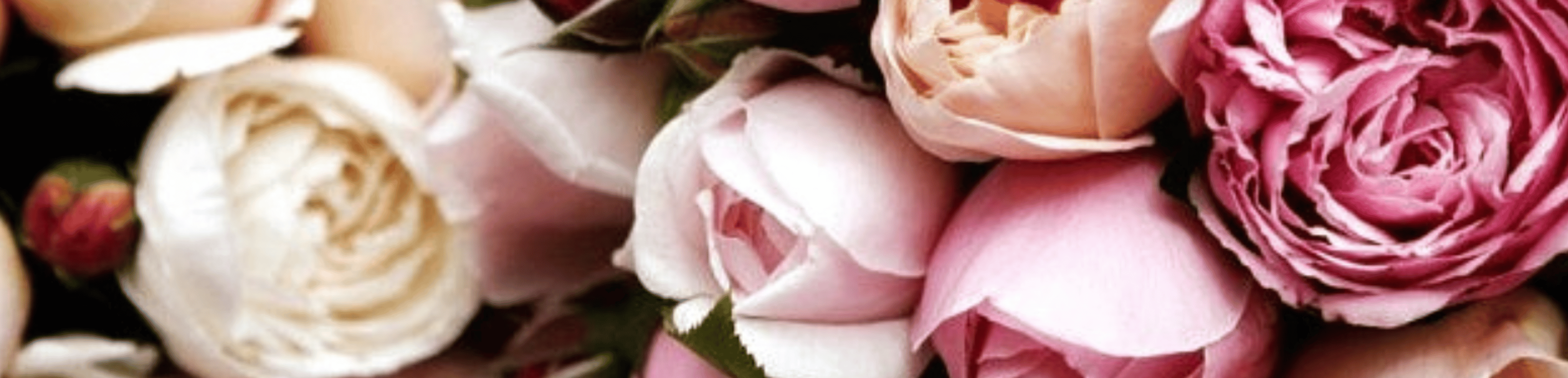 Shop cover image