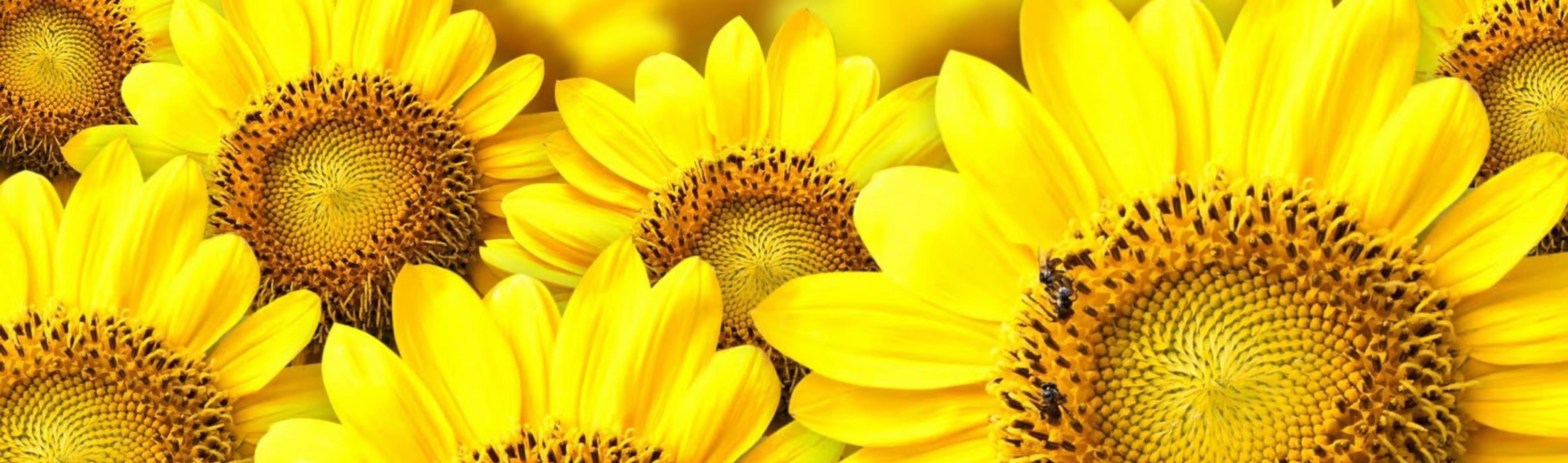 Shop cover image