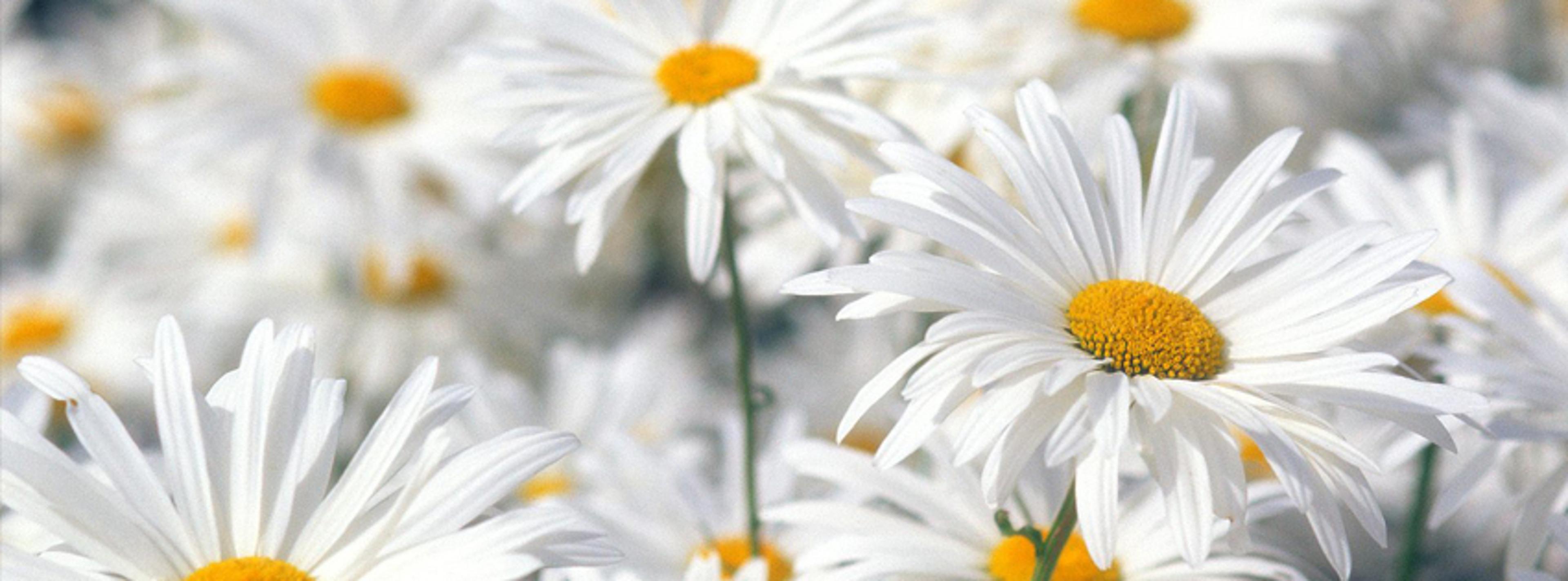 Shop cover image