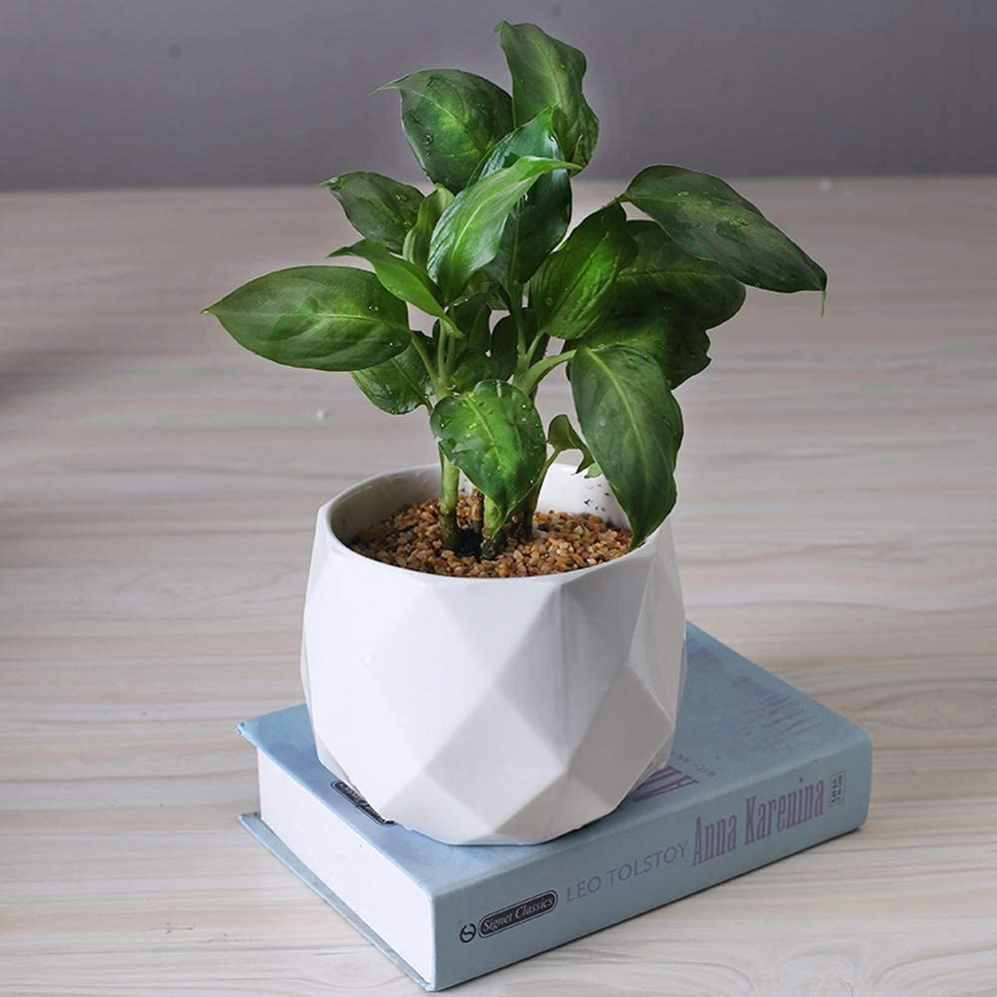 ceramic diamond planter for indoor plants