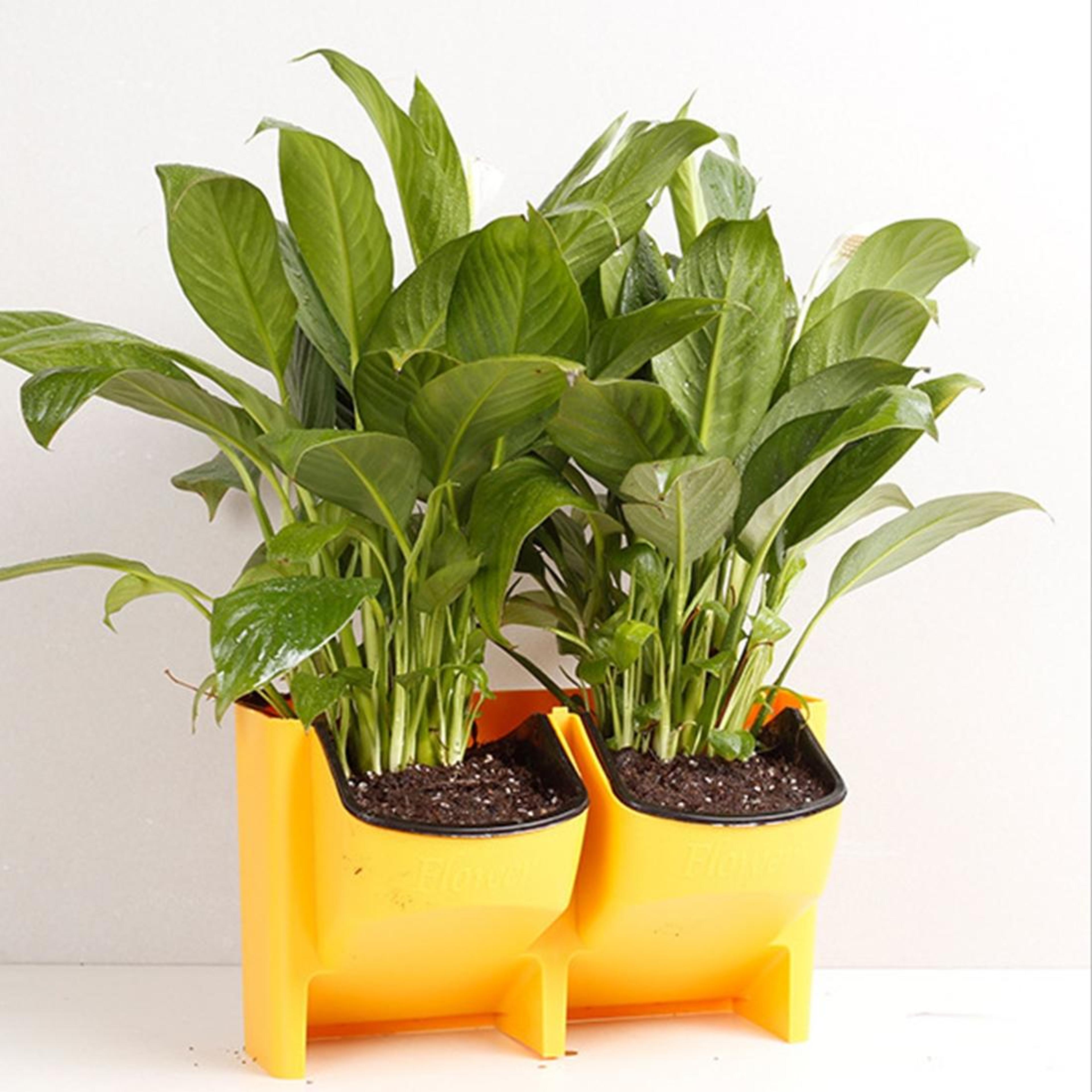 sunglow vertical wall planter pot for balcony & indoor gardens