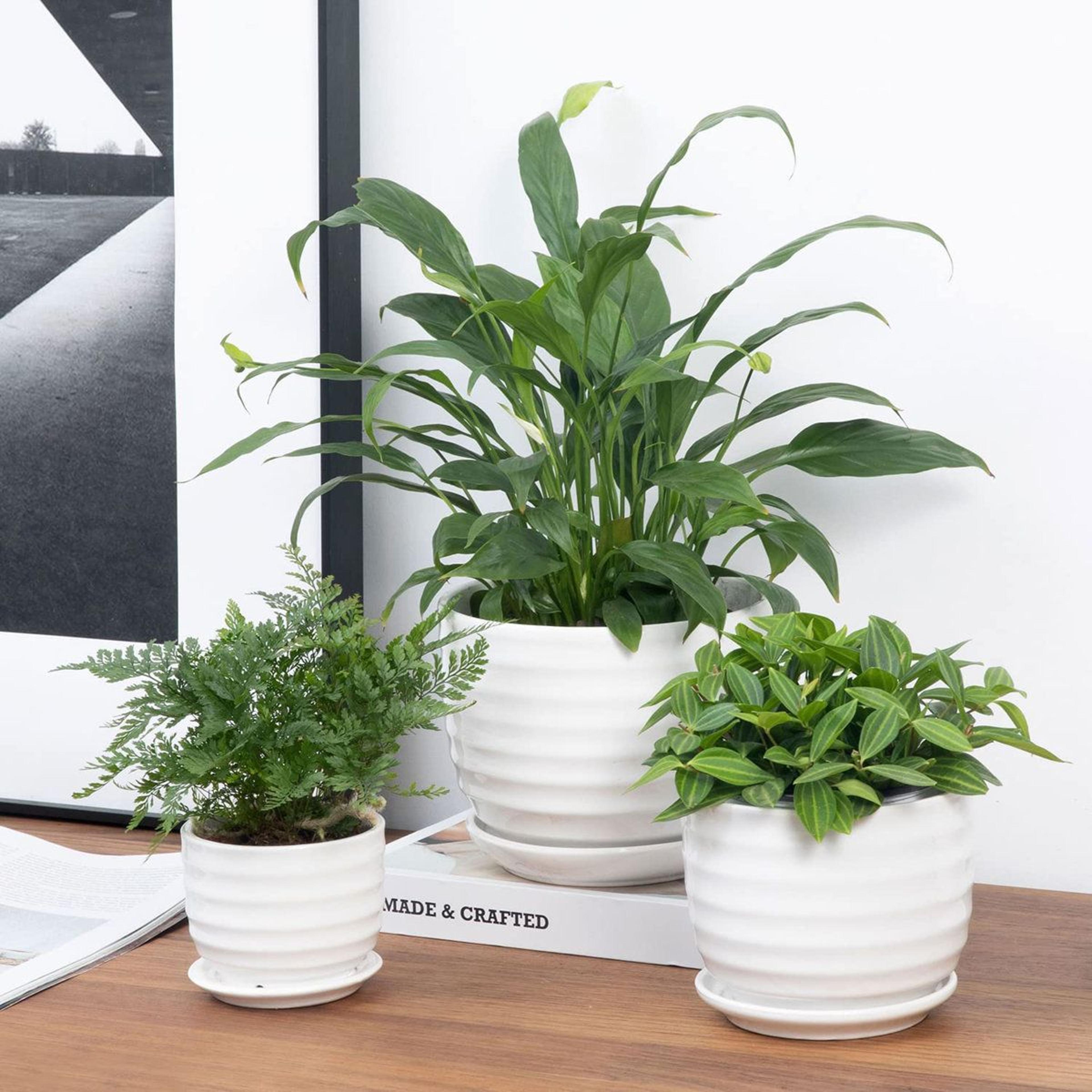 modern ribbed ceramic planter set with drainage and saucers