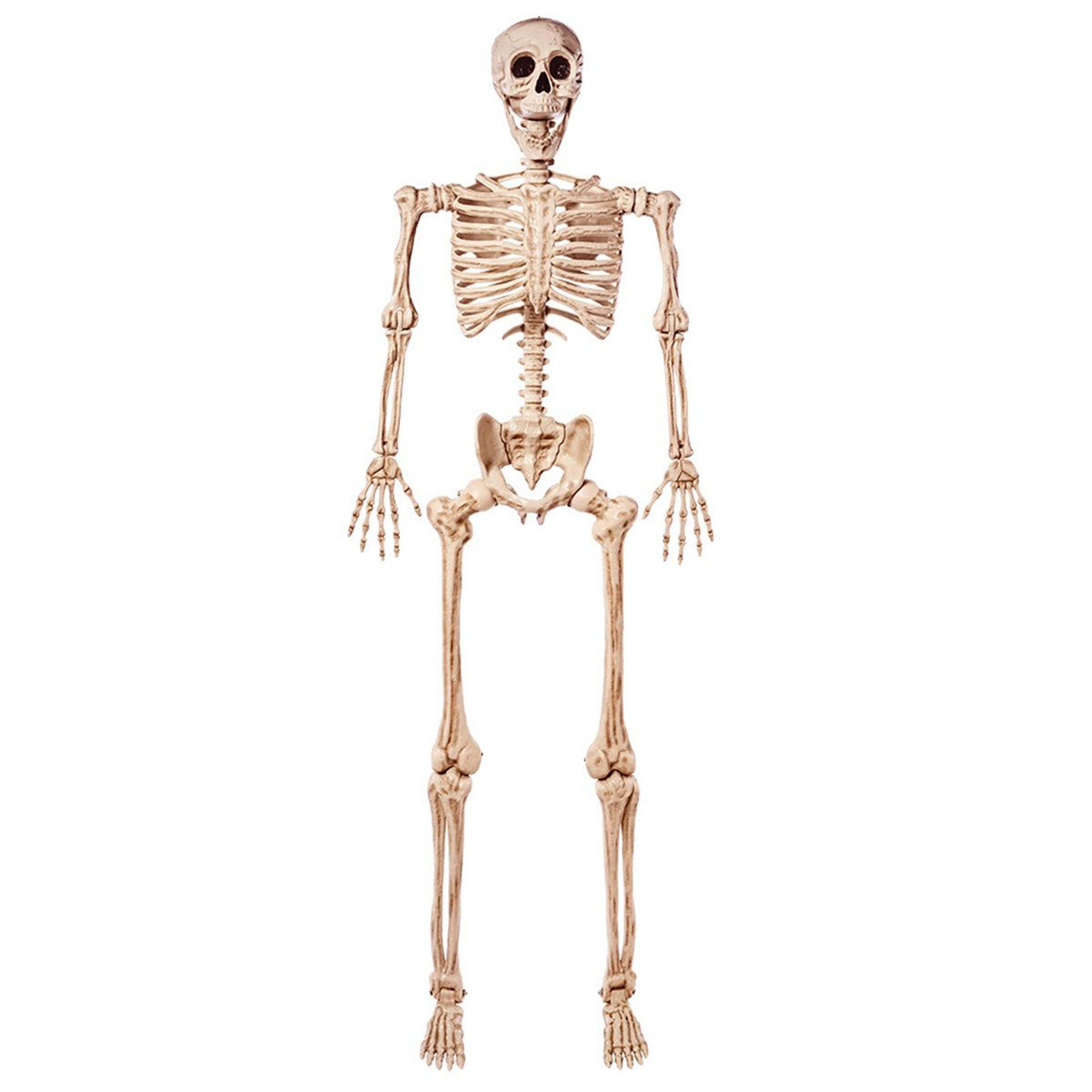 5.6 ft life size poseable halloween skeleton realistic full body prop for indoor and outdoor haunted house decor