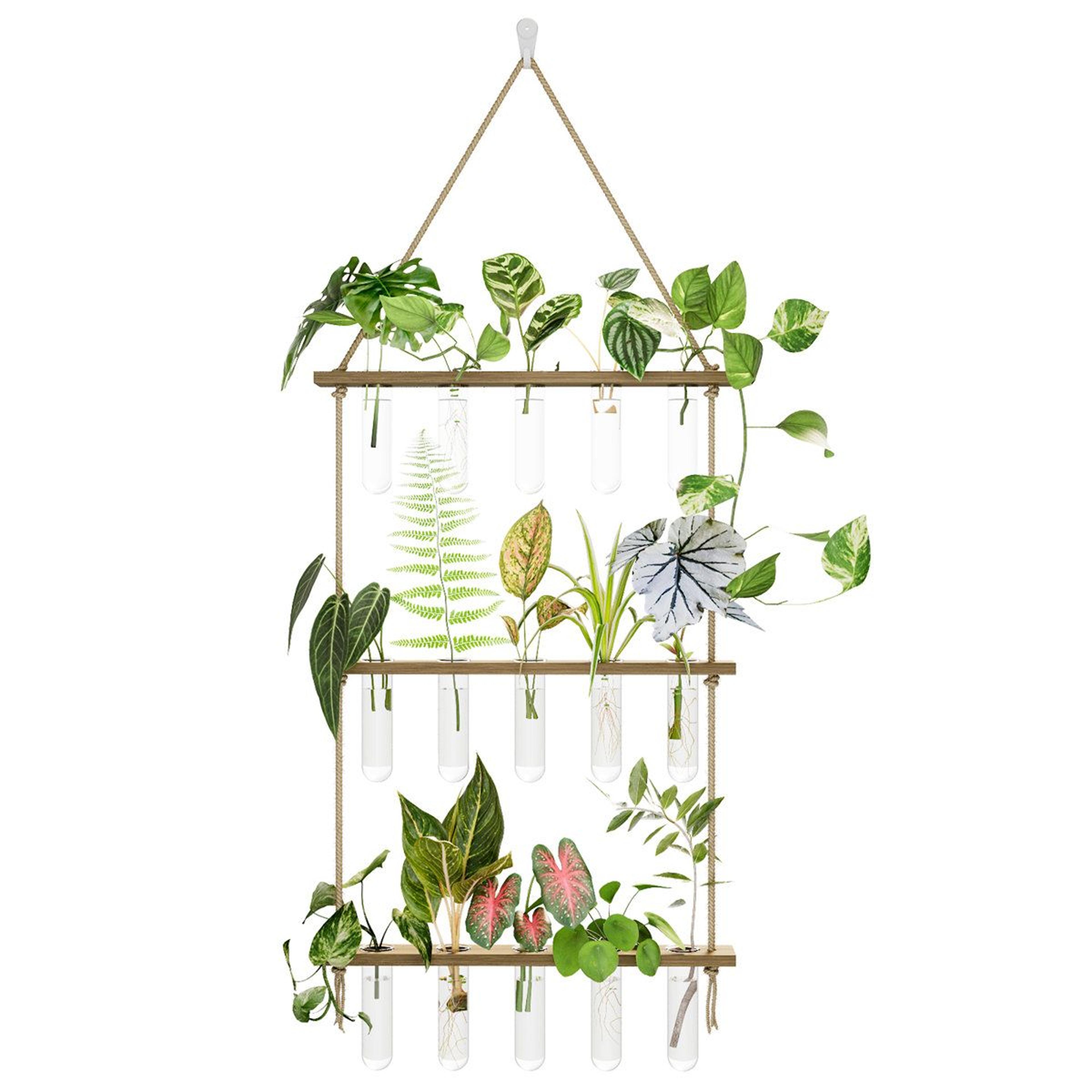 propagation station with wooden stand and 5 glass tubes