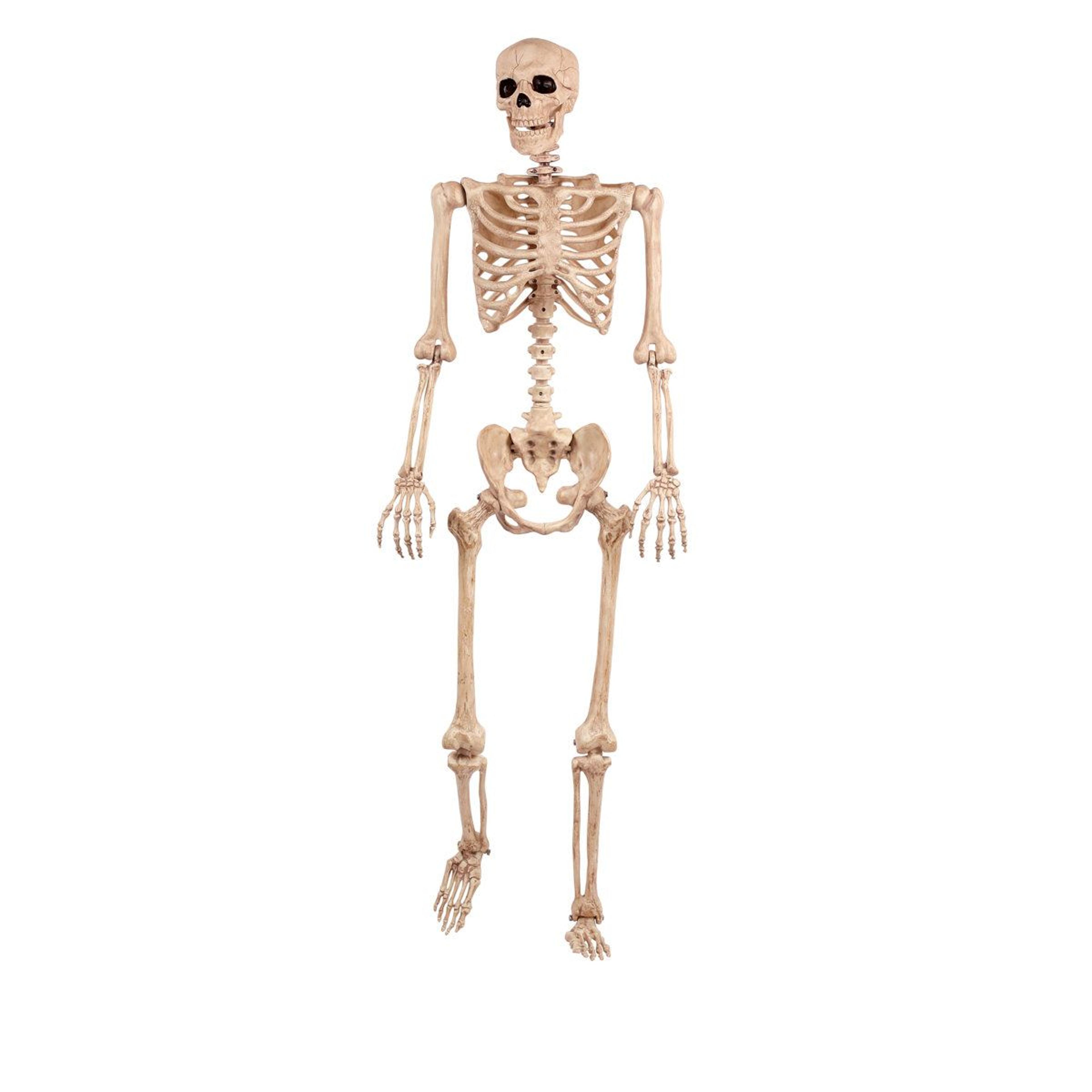 poseable life size halloween skeleton figurine with locking joints