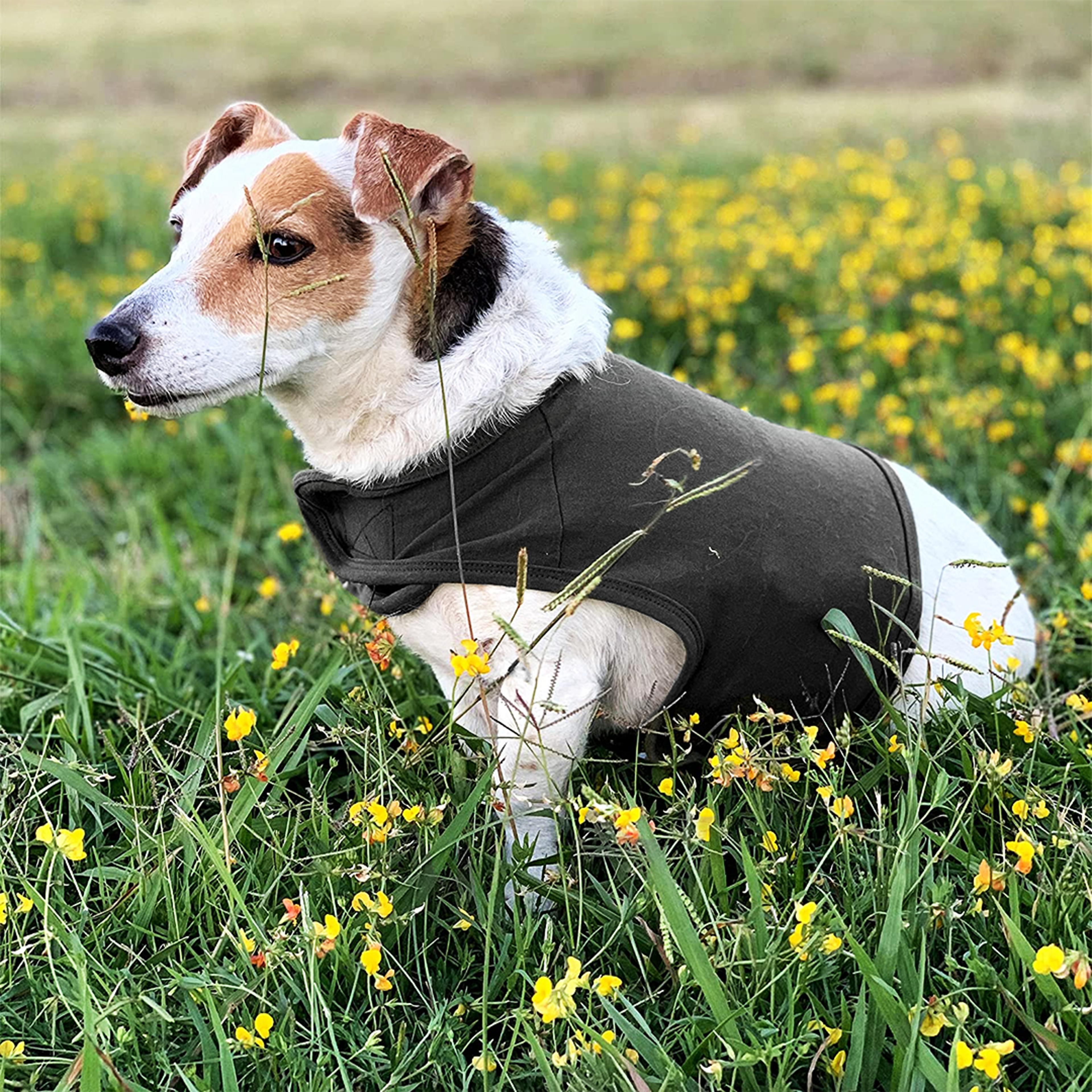 anti-anxiety dog vest