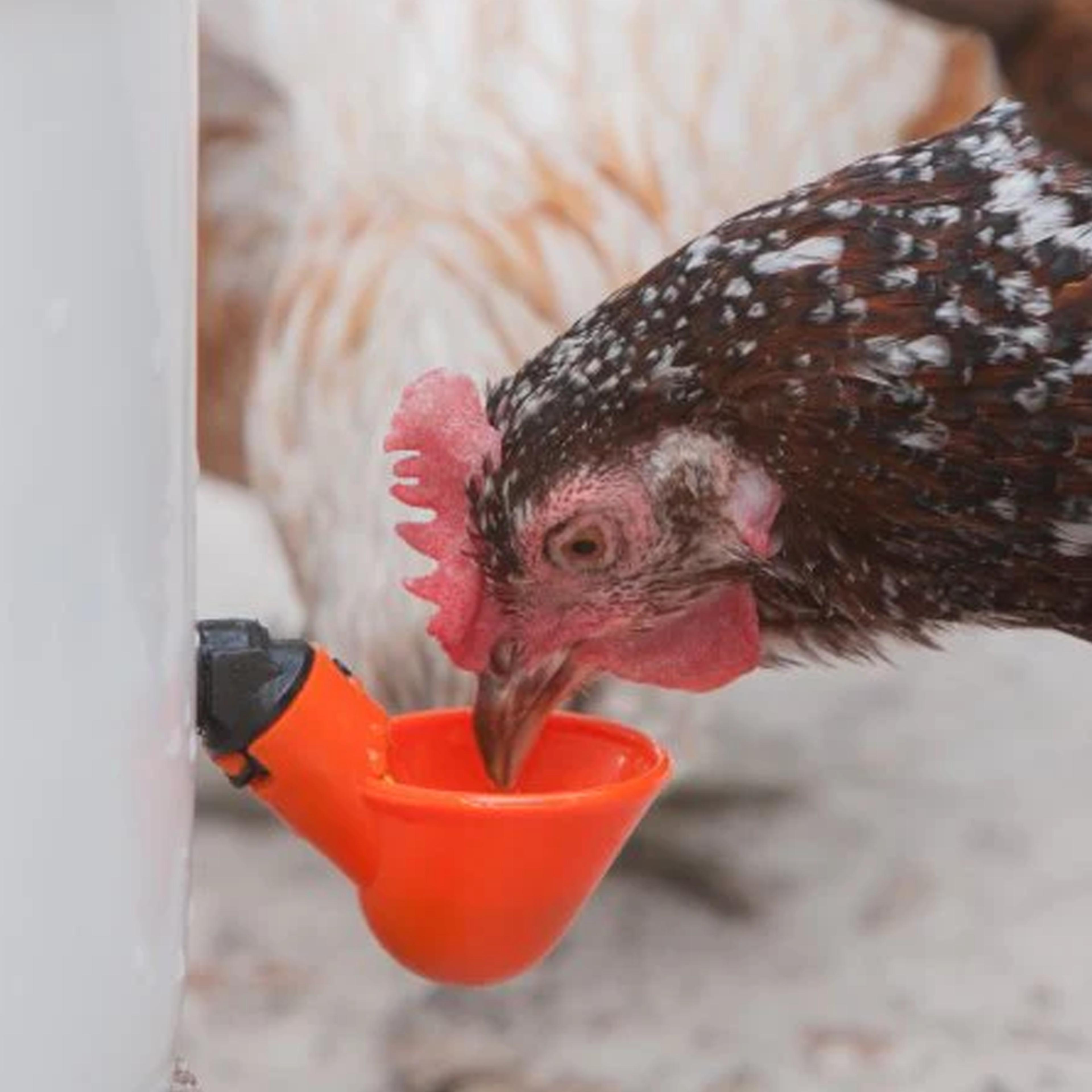 chicken water cups pvc