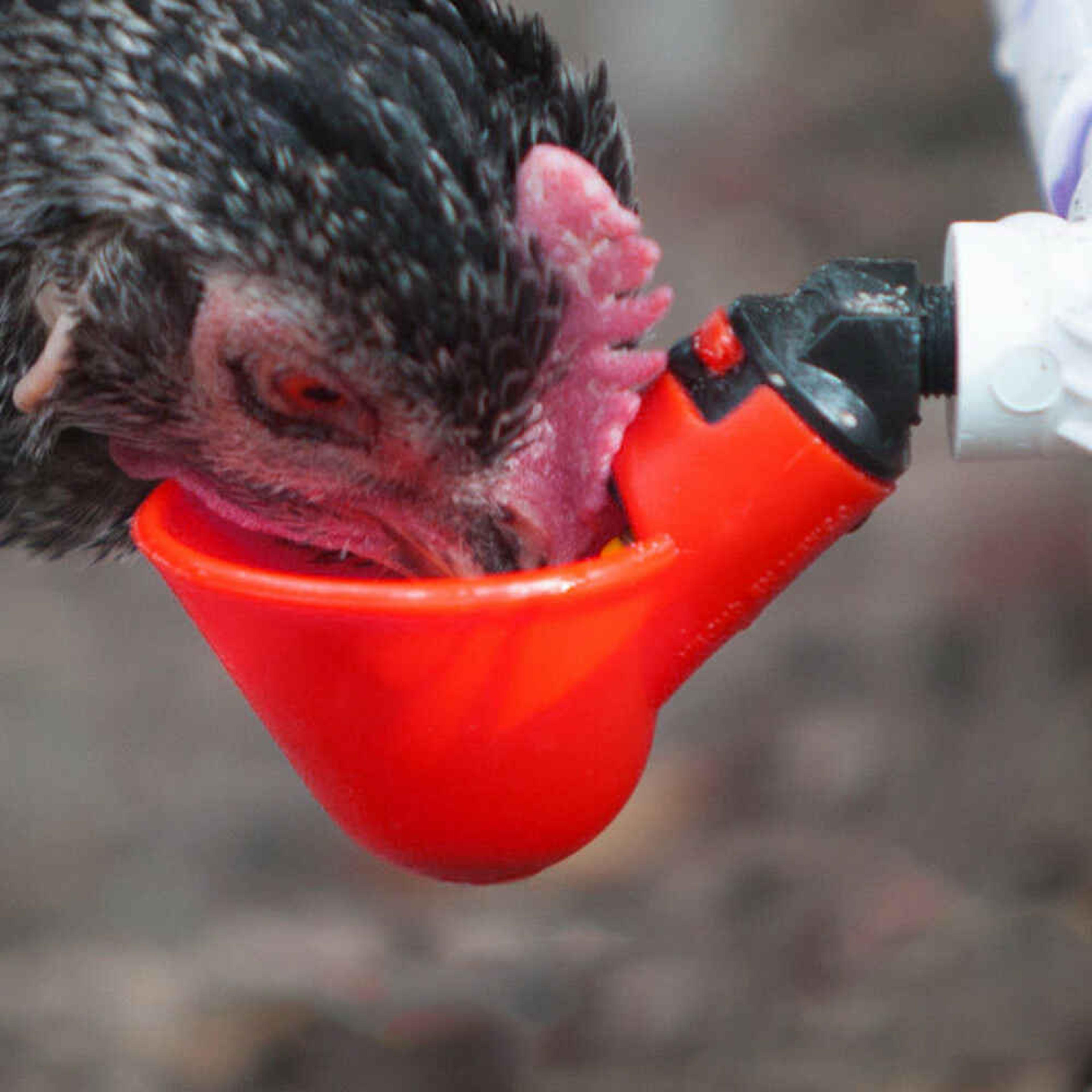 chicken water cups pvc