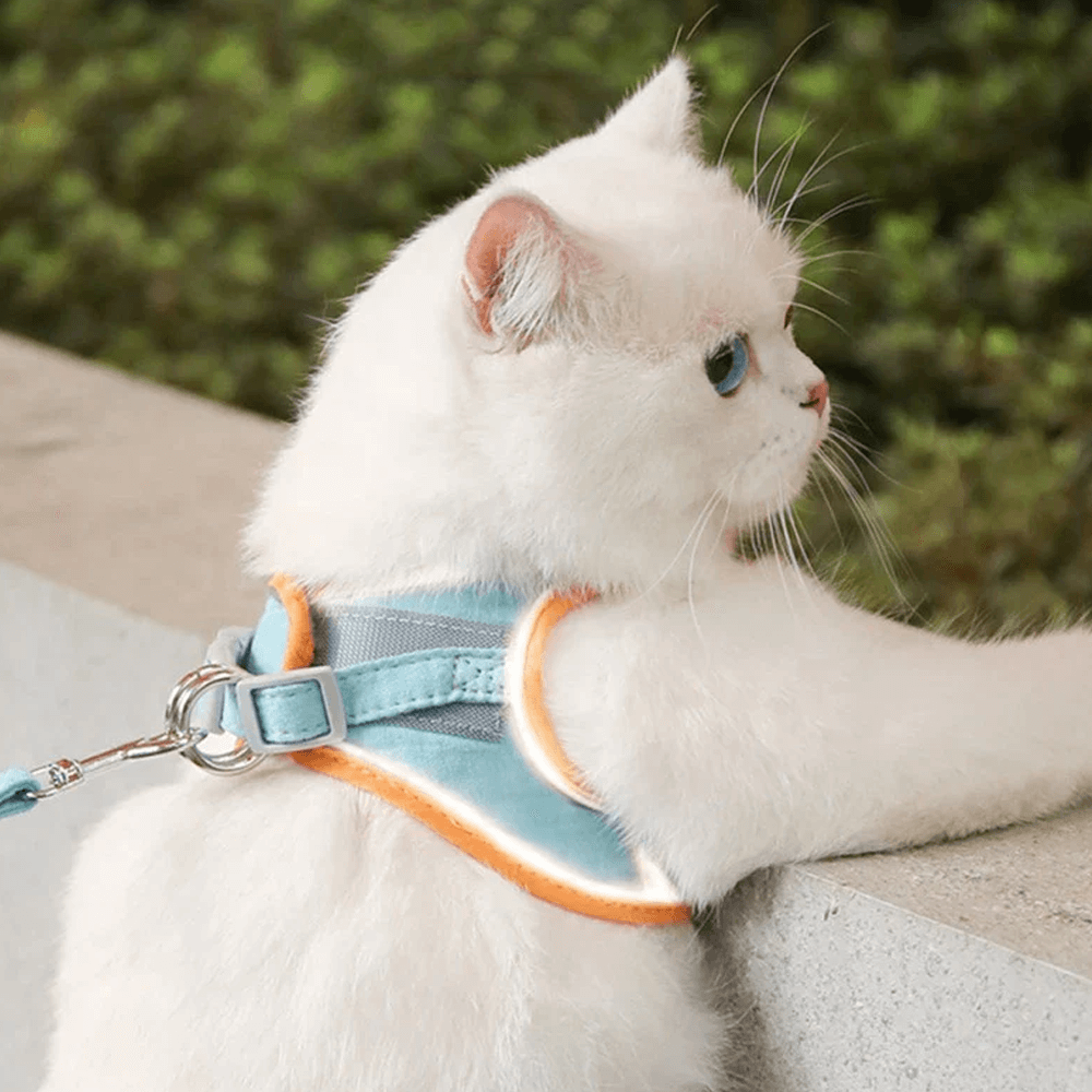 cat luminous harness & leash set