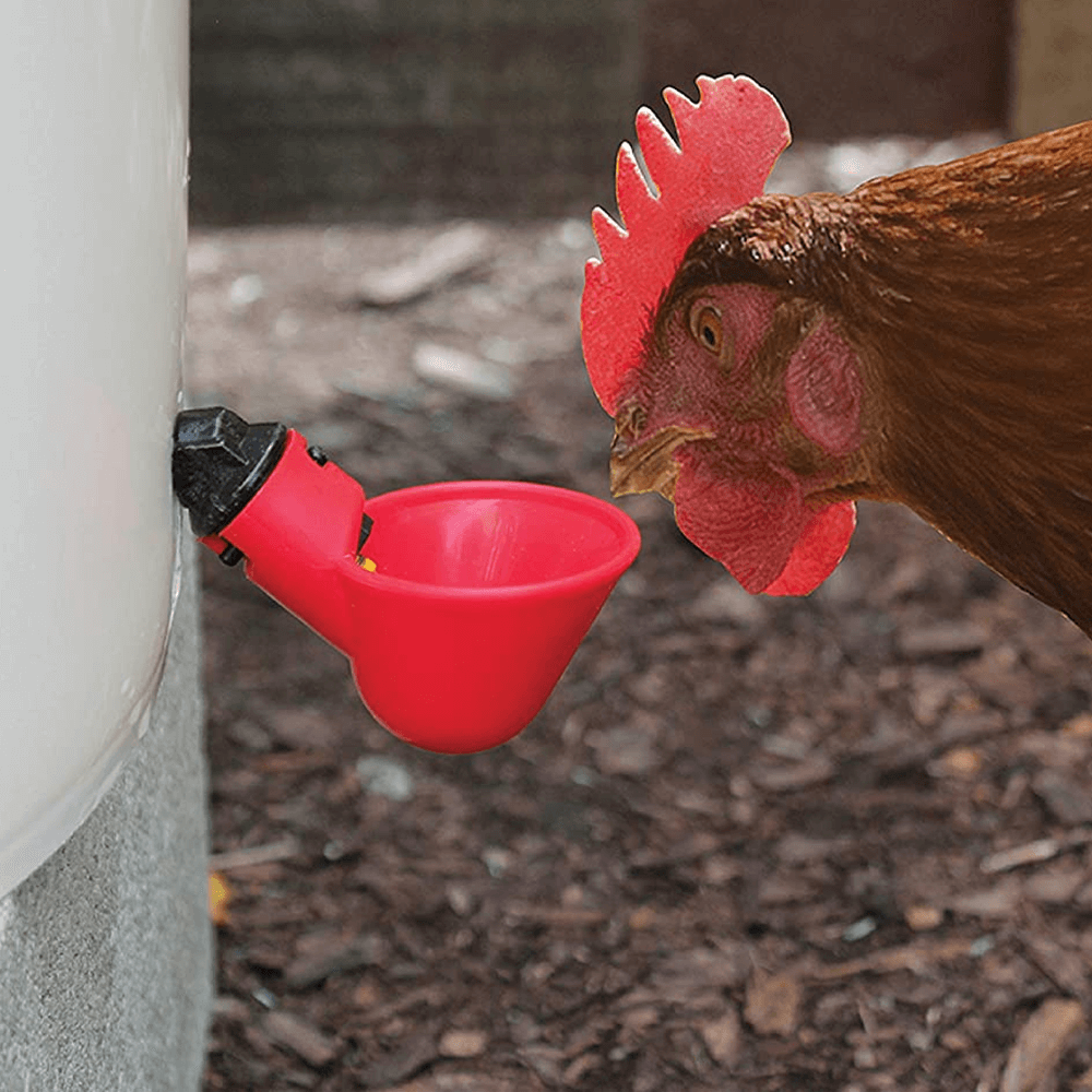 water cups for chickens