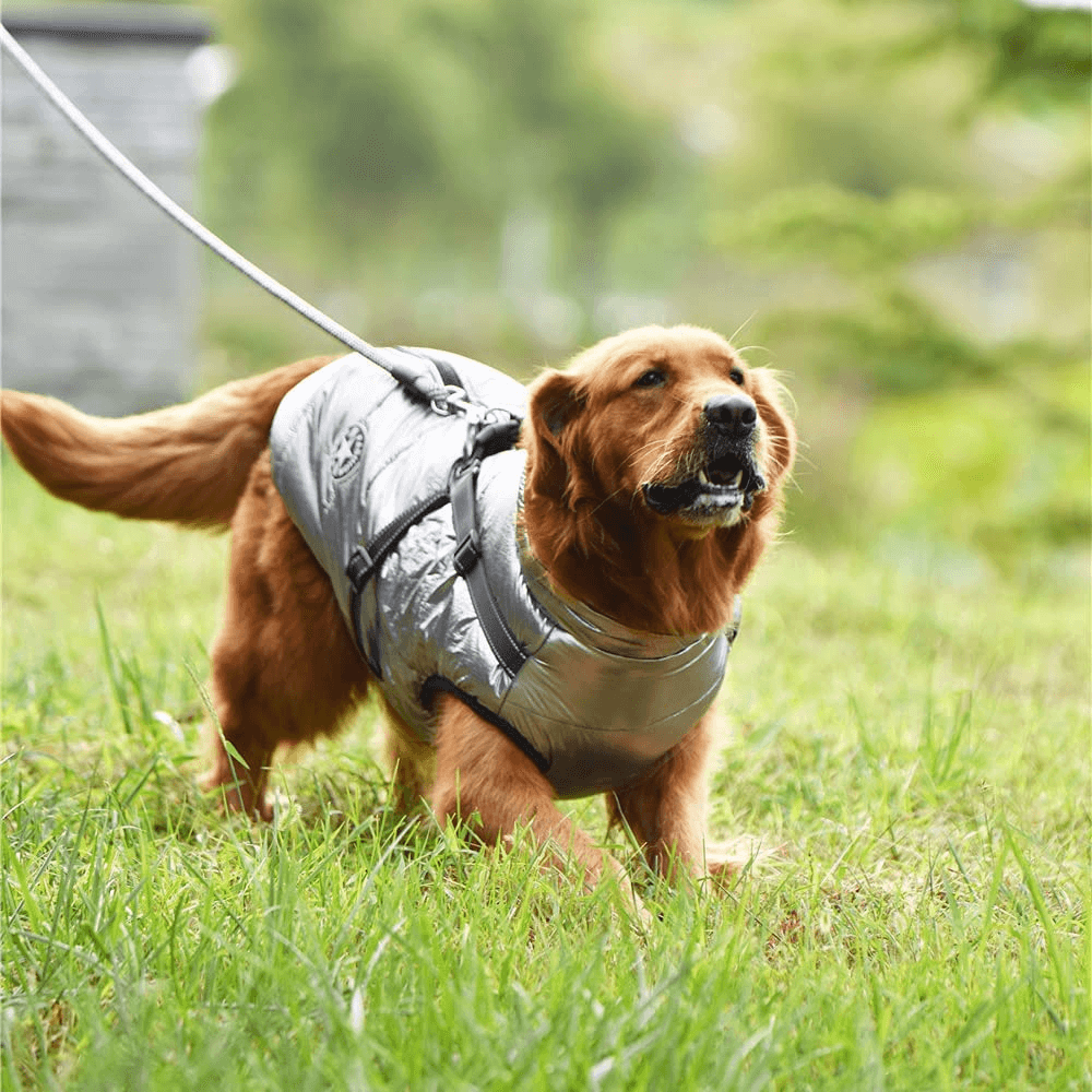 waterproof dog jacket with harness