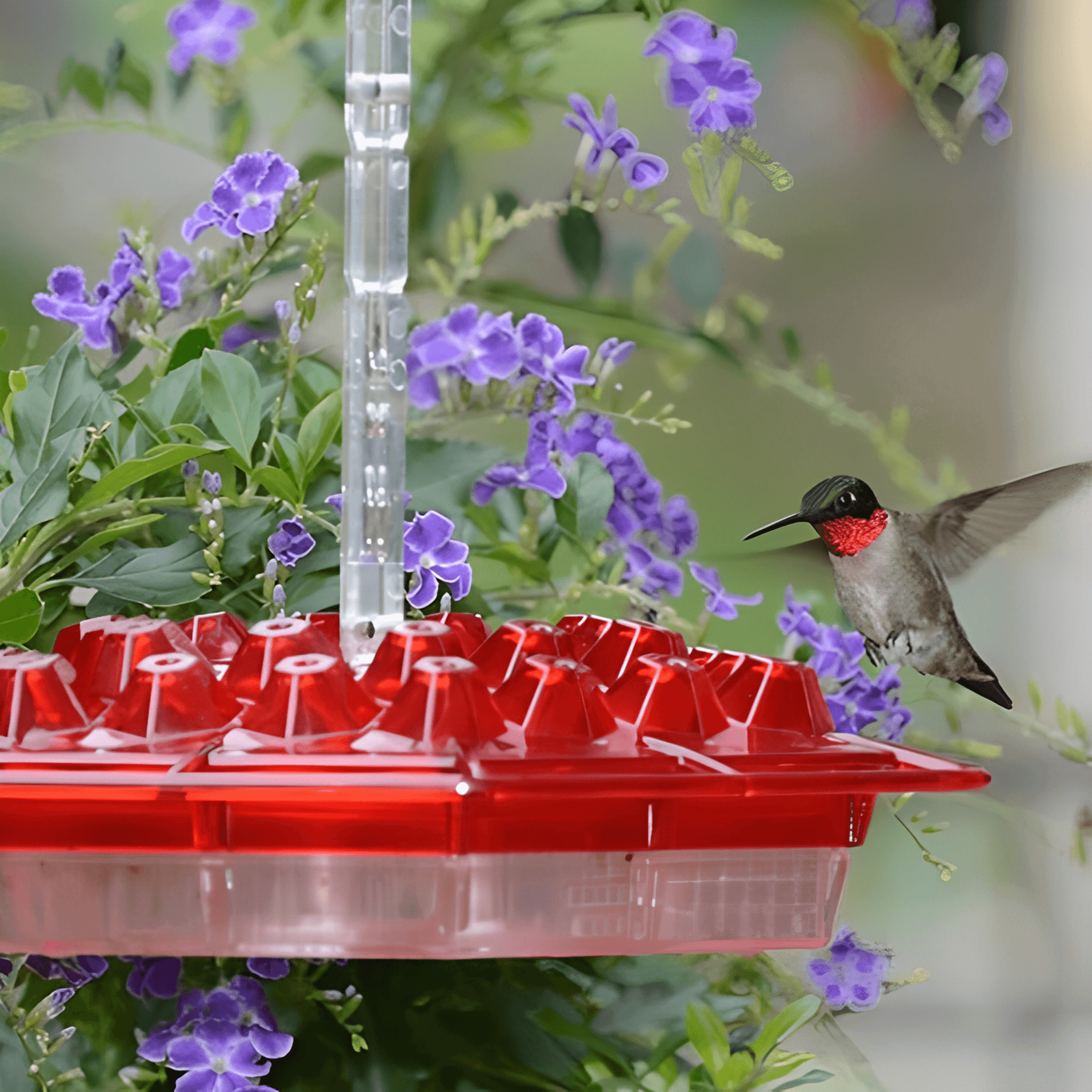 transparent & washable mary's hummingbird feeder