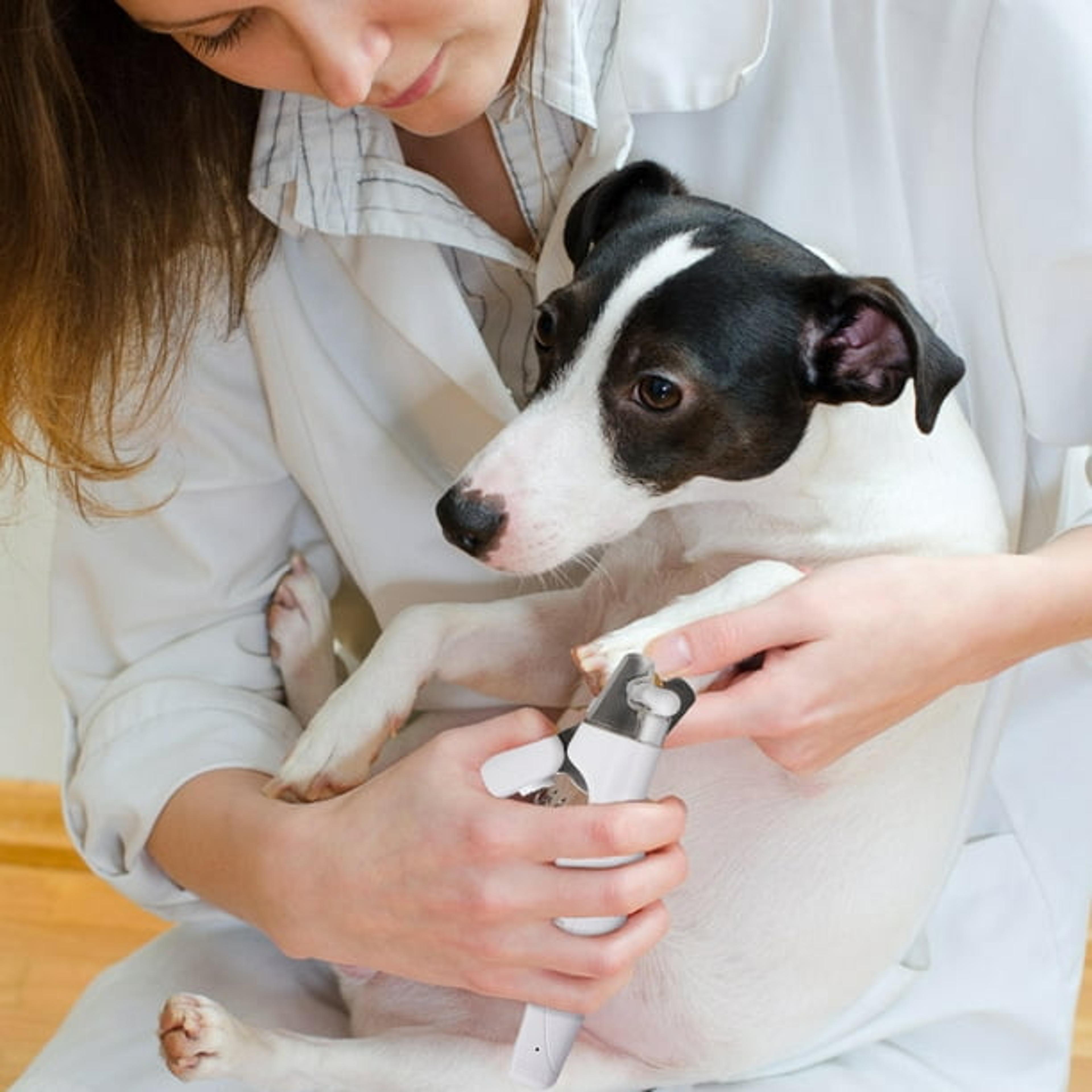 professional dog nail trimmer with safety guard