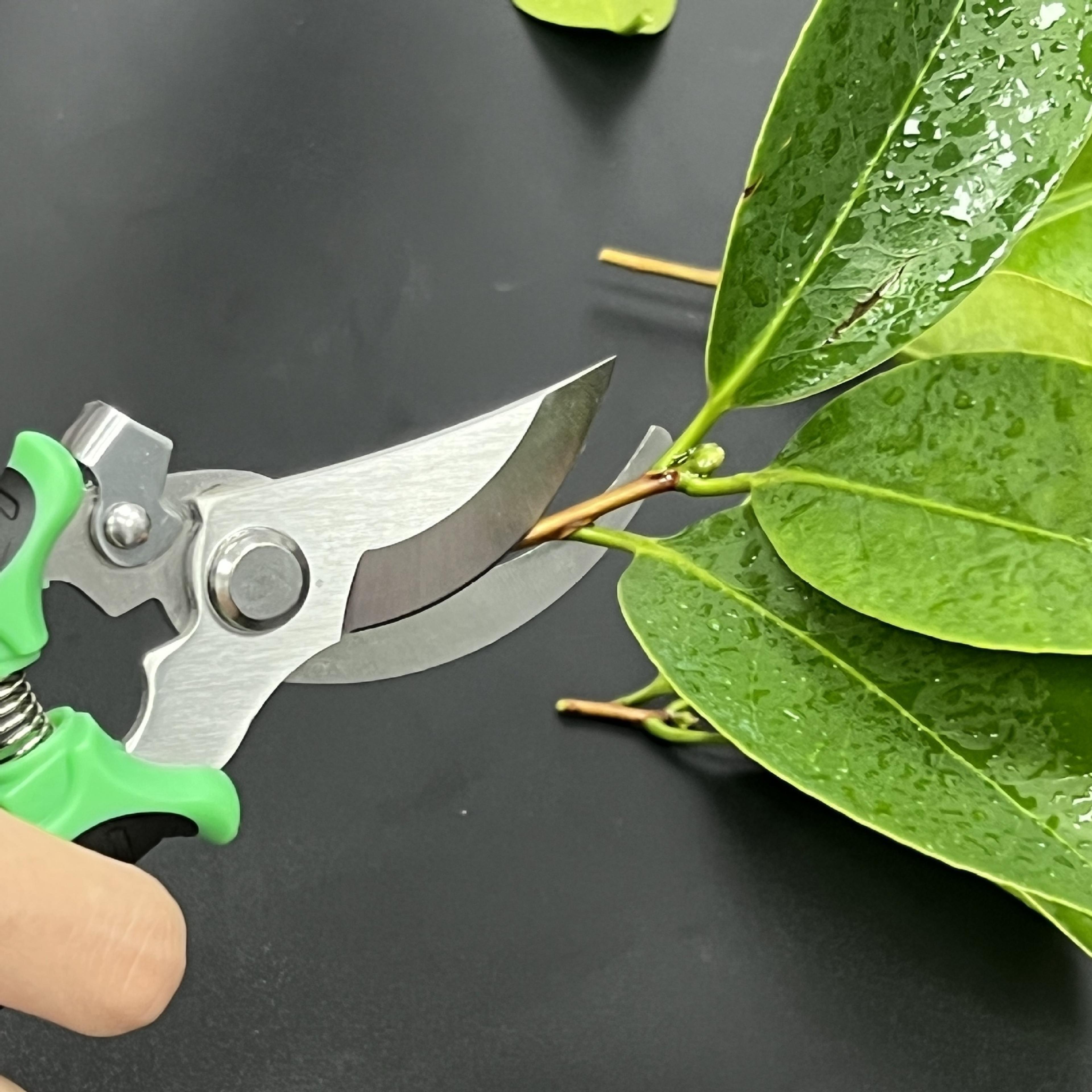 bird beak pruning shears stainless steel garden scissors for branch trimming & fruit picking