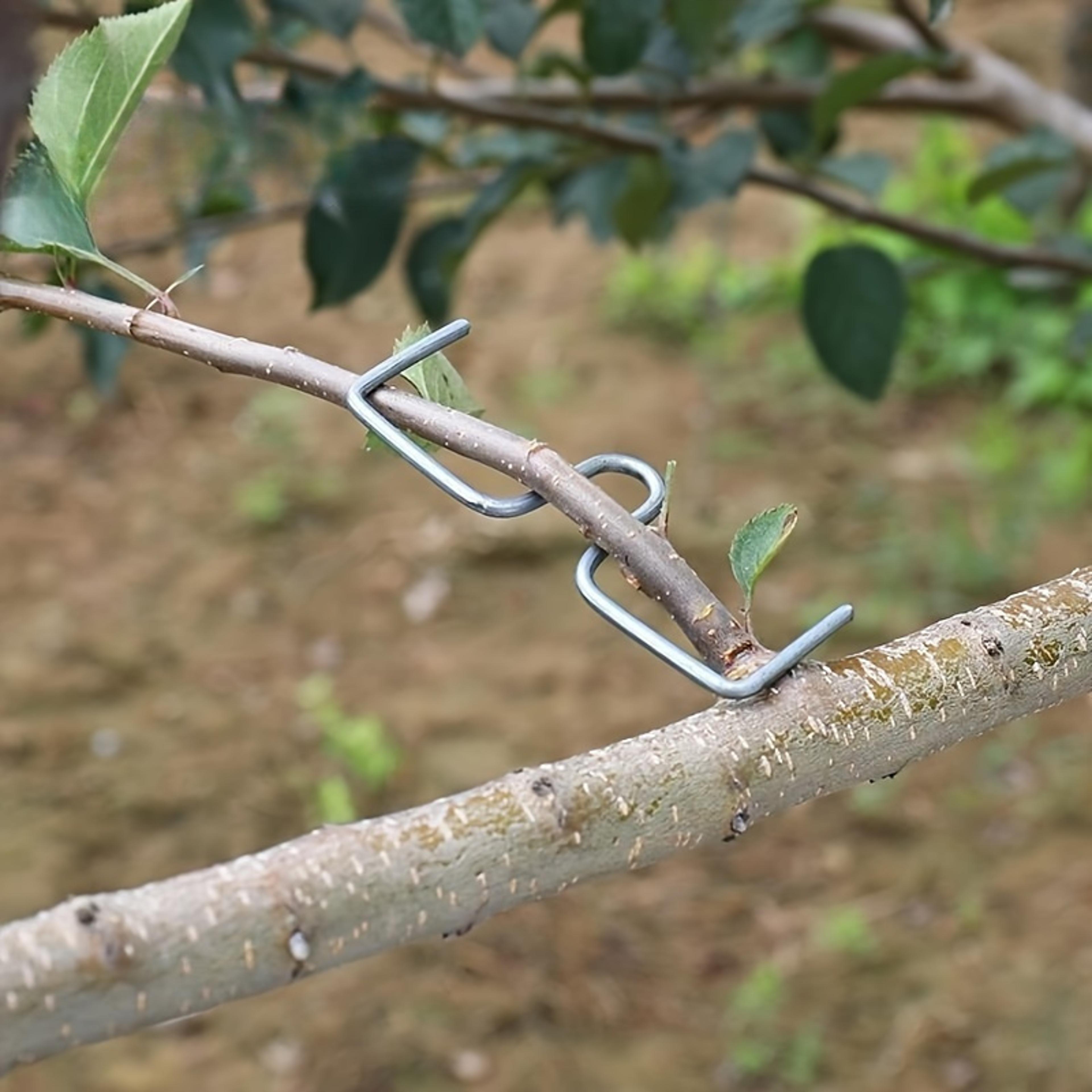 tree branch bender metal clips reusable branch training tool for fruit trees & bonsai shaping