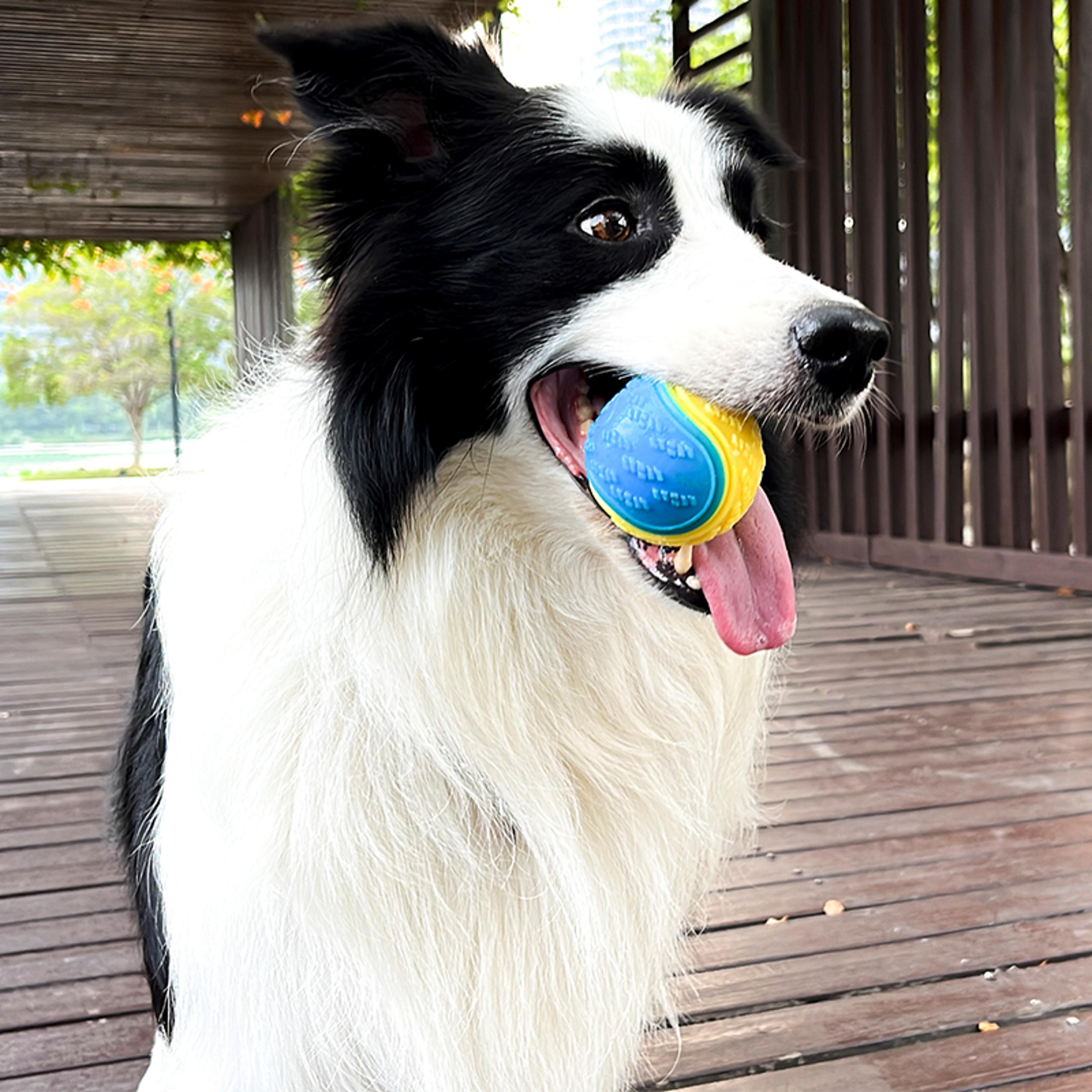 bitebounce interactive squeaky dental ball for dogs