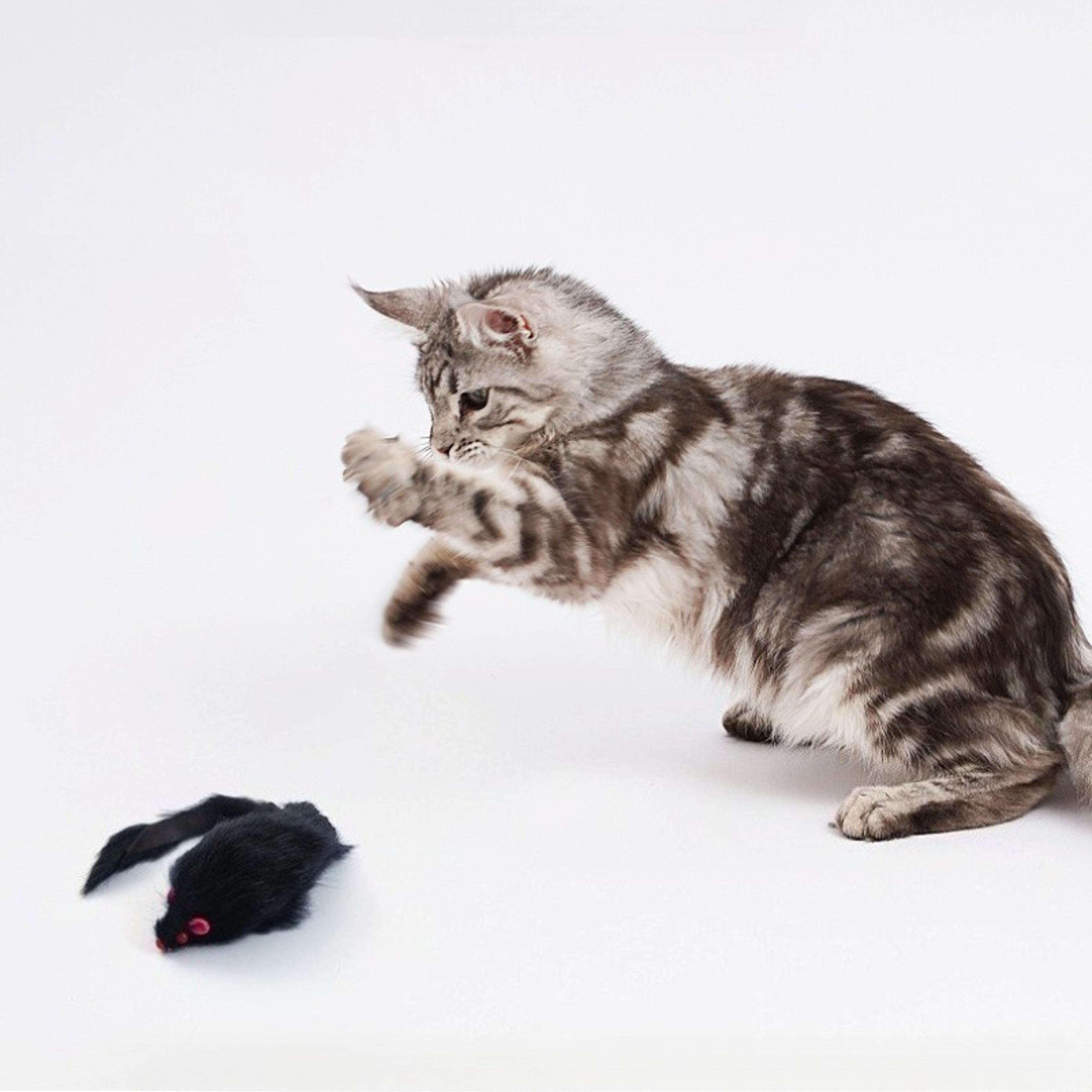hunt & crinkle interactive mouse cat toy for indoor cats and kittens