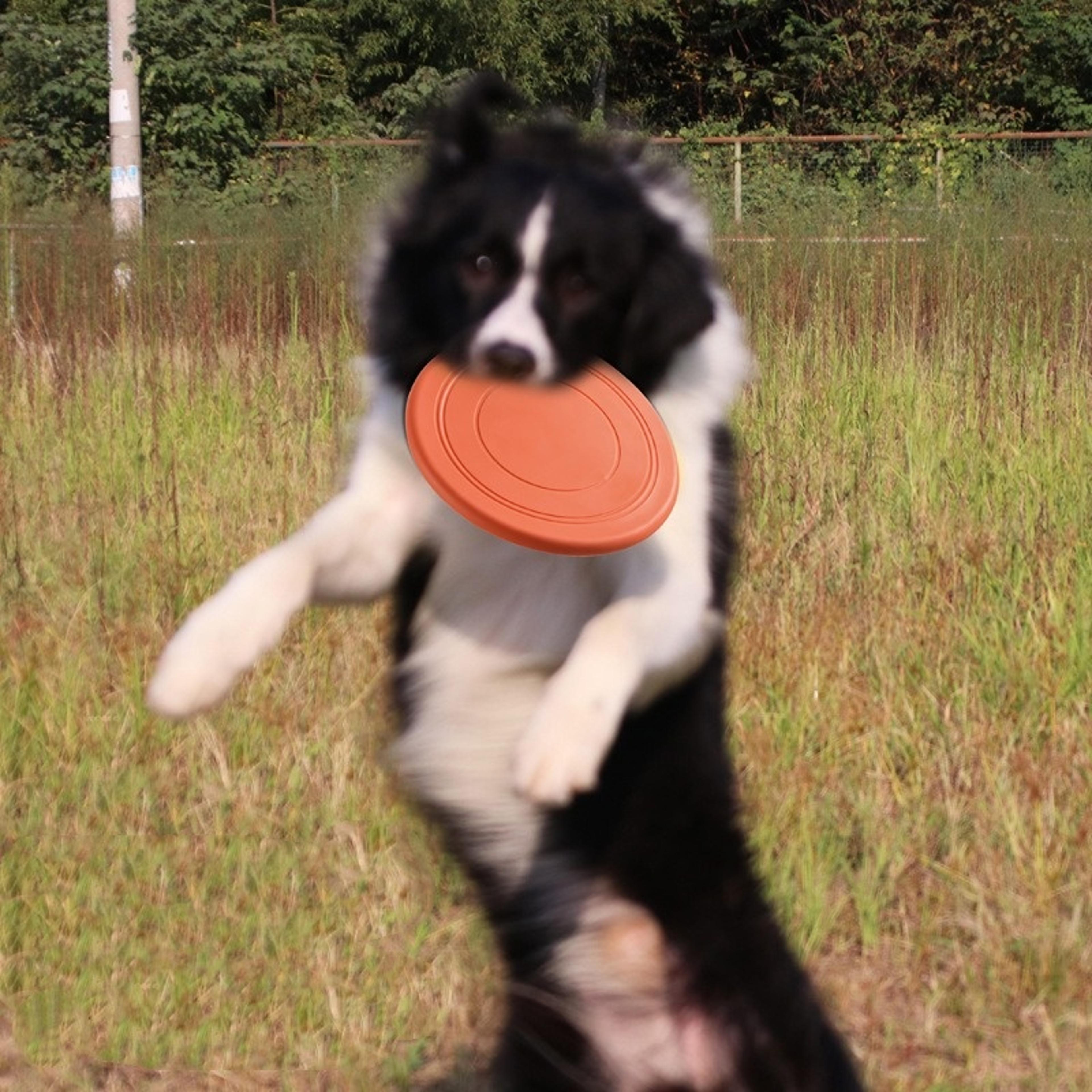 float ring dog flying disc training toy for fetch and water play