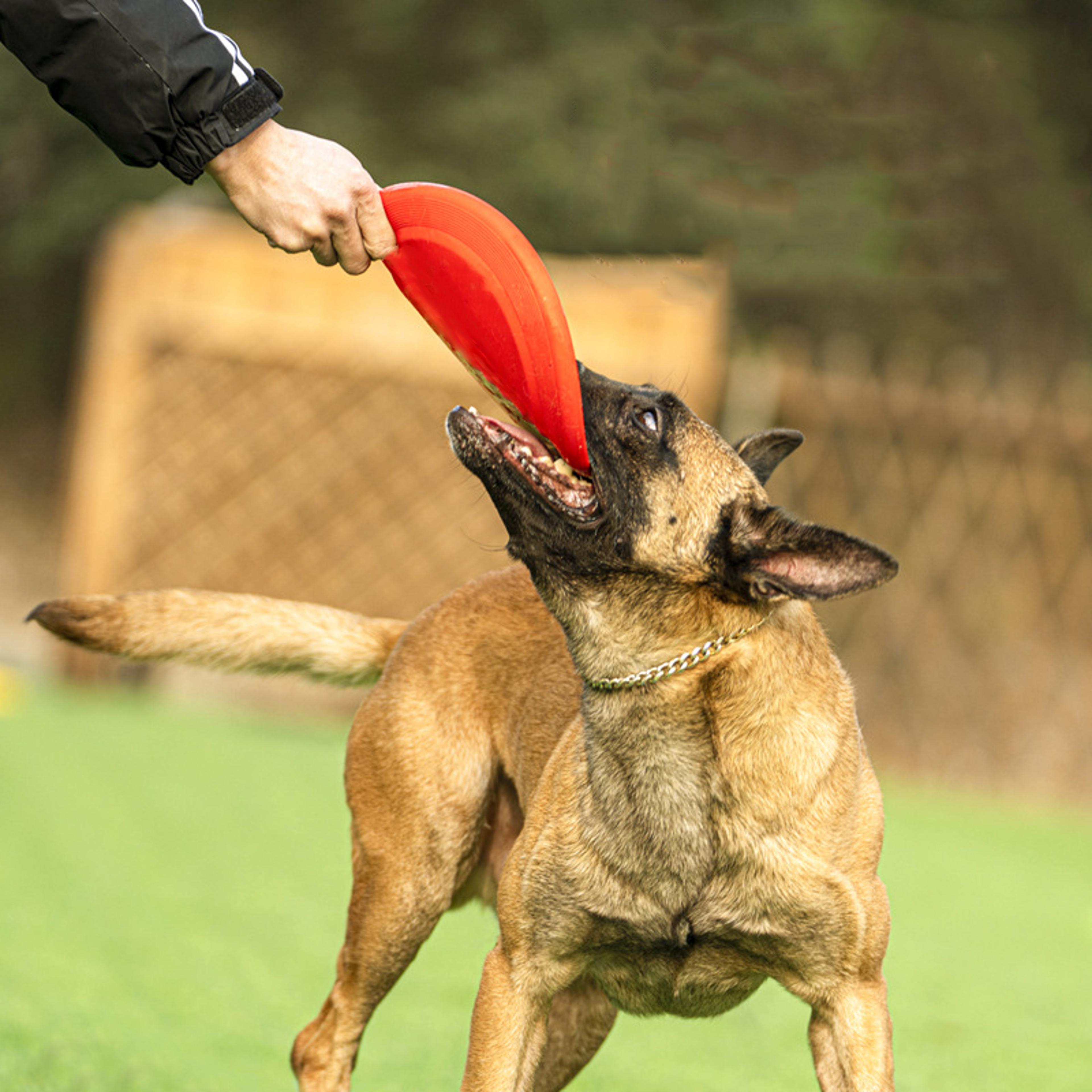 soft silicone dog flying disc interactive fetch toy for training