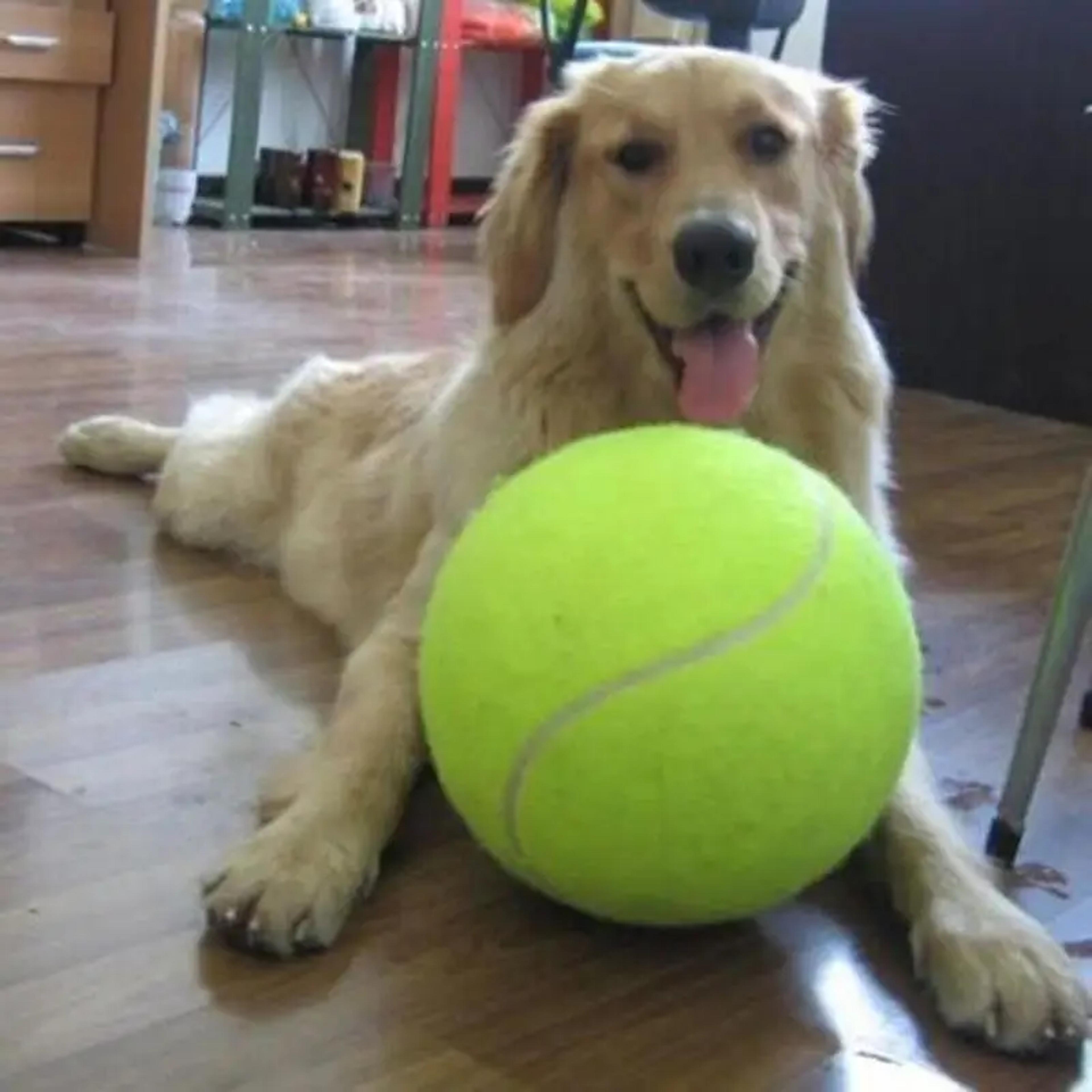 giant dog tennis ball jumbo fetch toy for active dogs