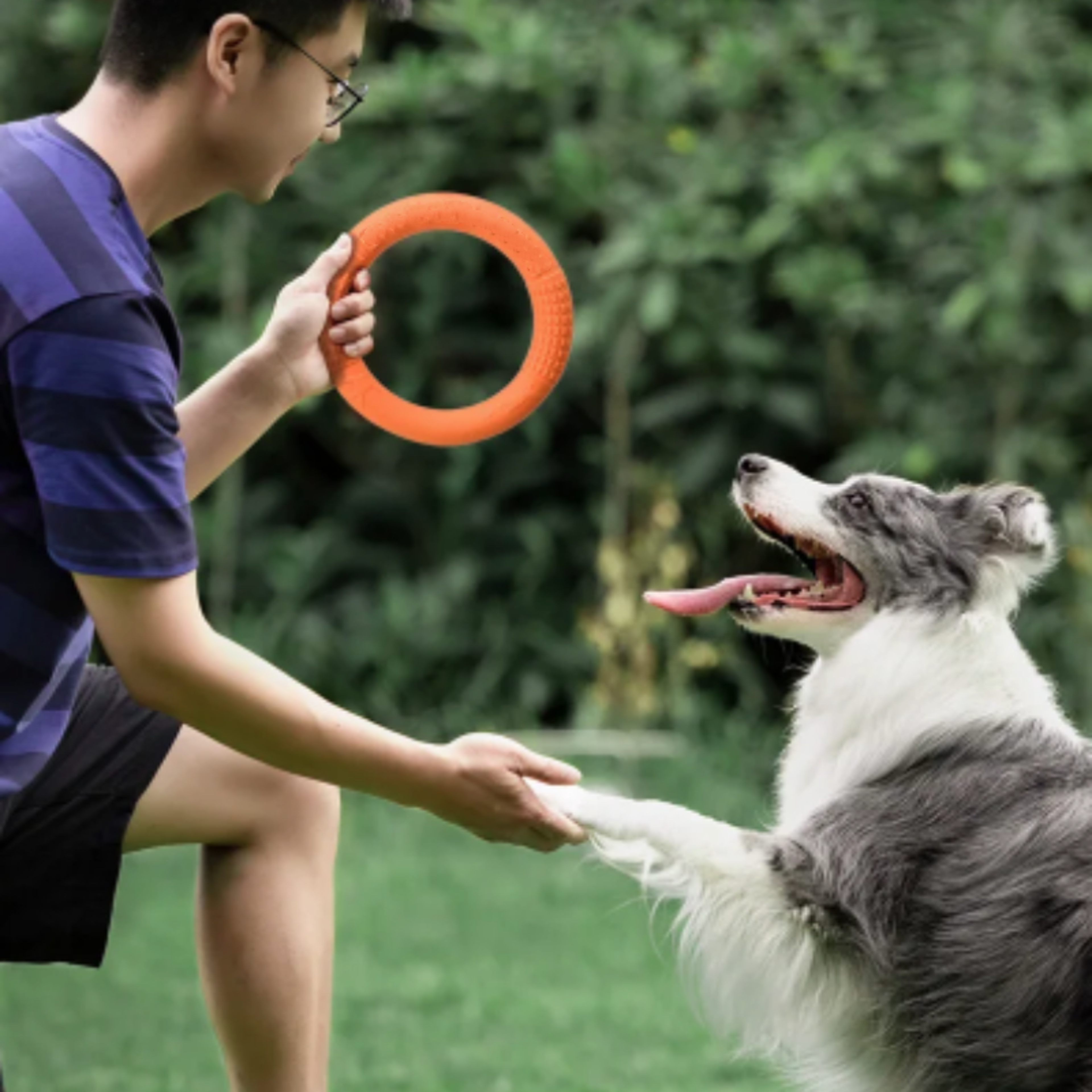floating dog ring toy for fetch training and chewing