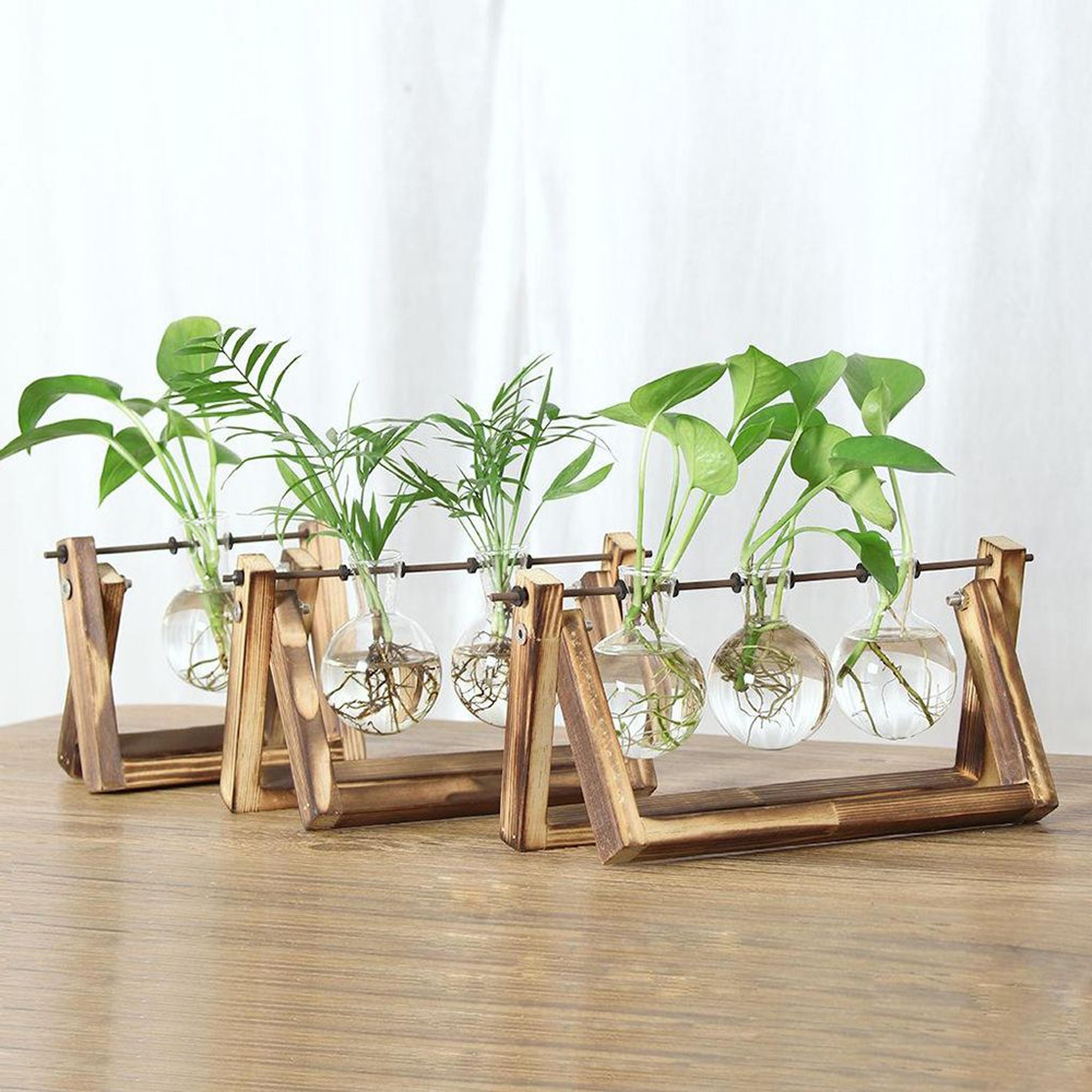 wooden frame terrarium planter with hydroponic glass vases for indoor plant display