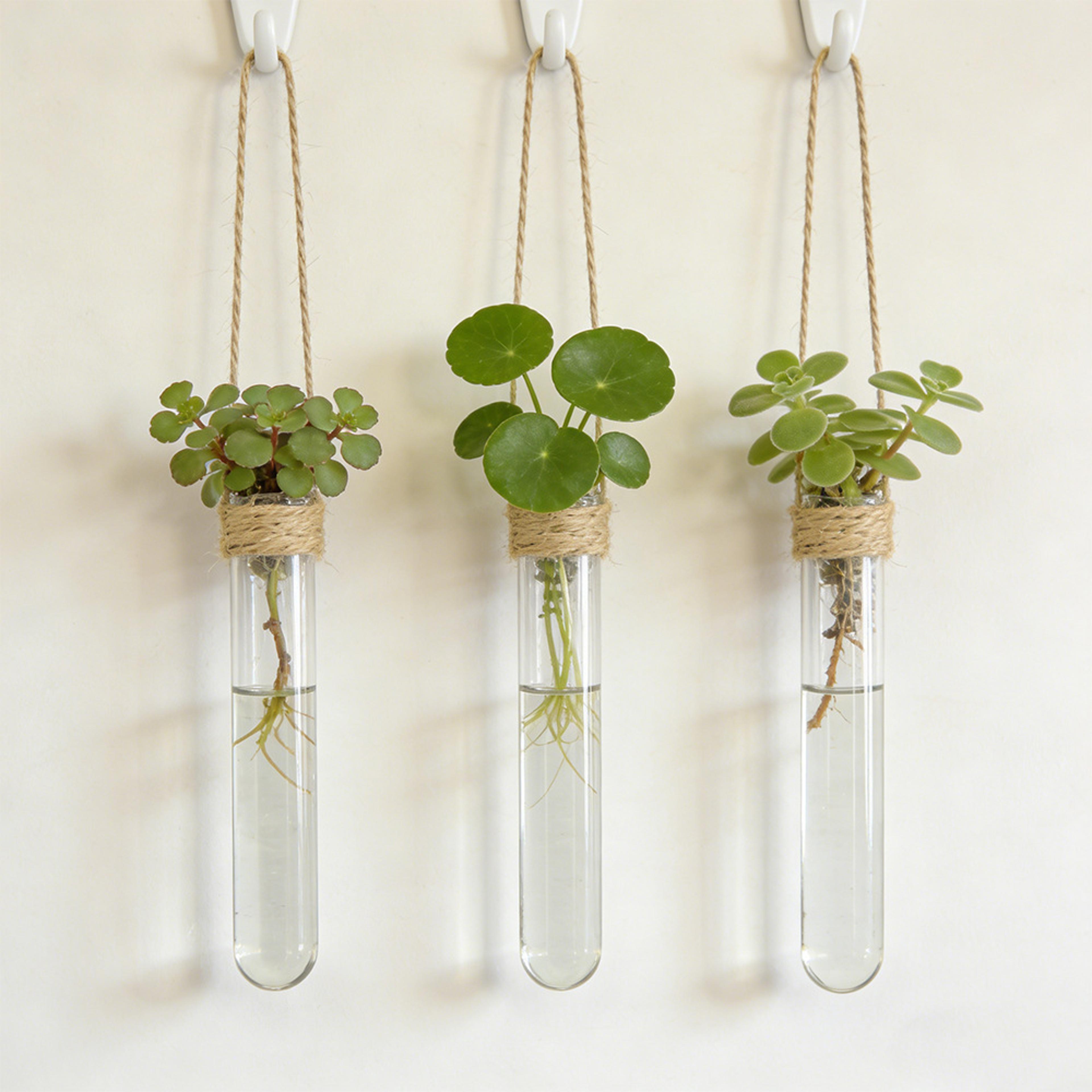 wall mounted propagation station test tube vase for hydroponic plants