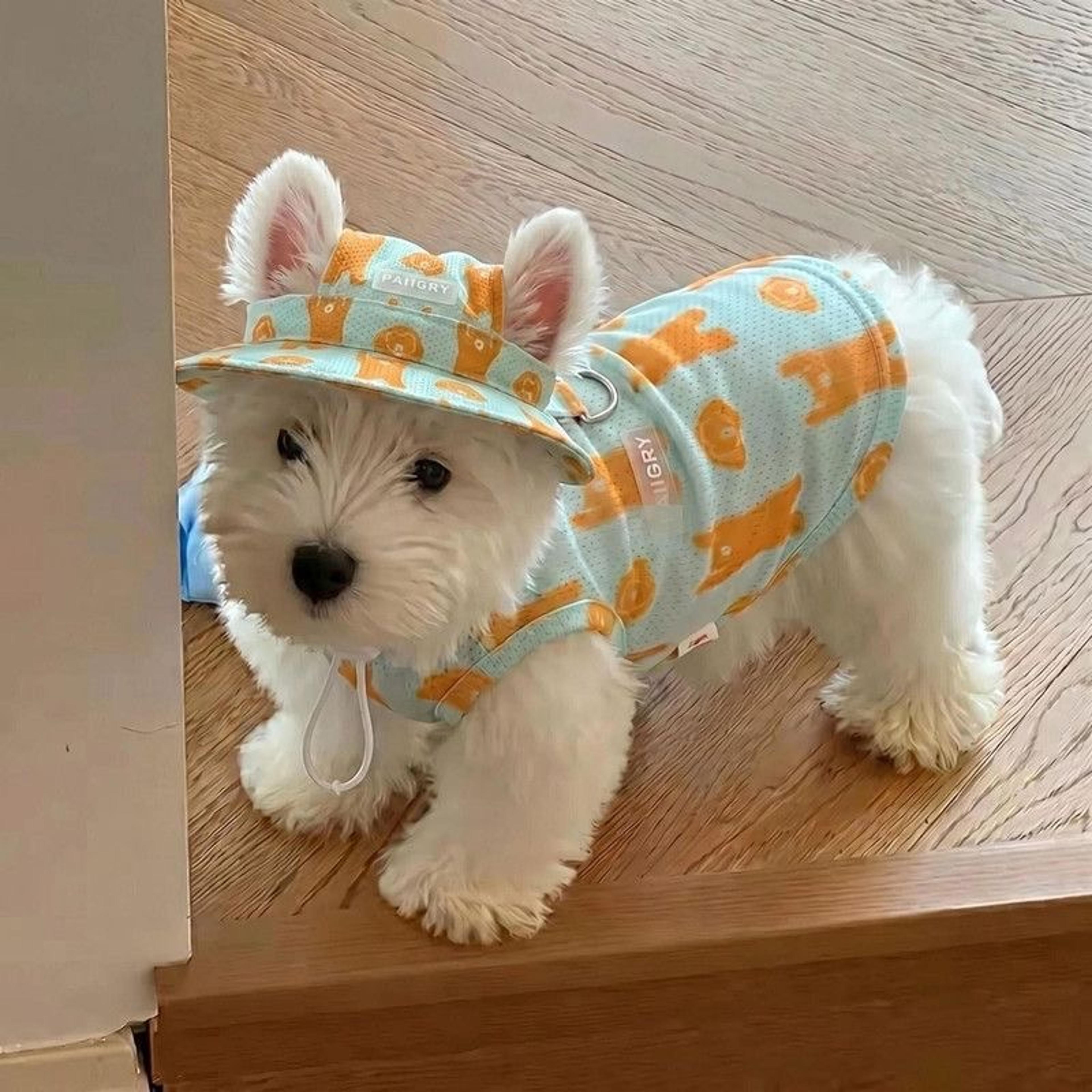 summer dog cooling clothes set with breathable vest & sun hat for small and medium dogs