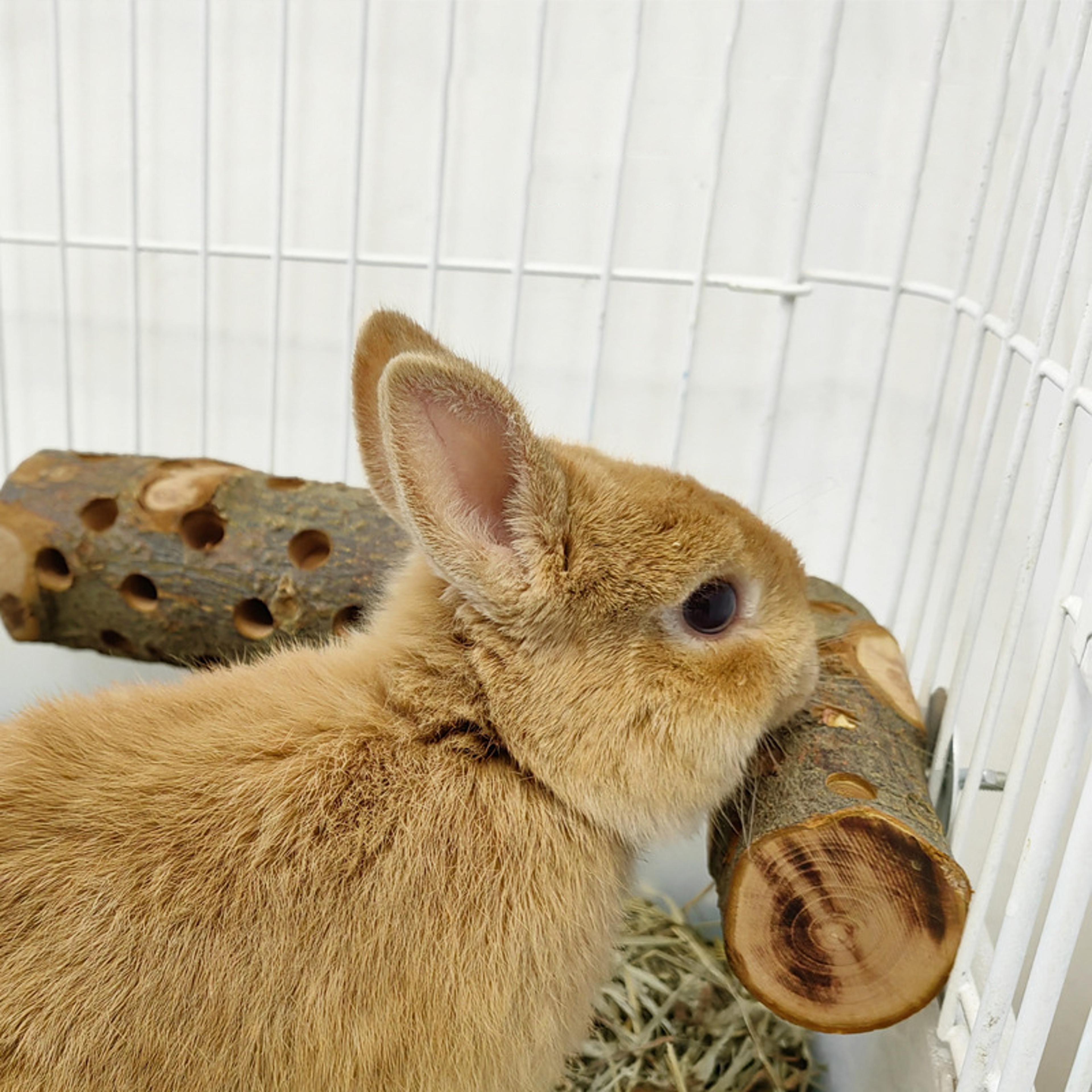 natural rabbit chew sticks apple wood molar toy for rabbits, guinea pigs, hamsters & parrots