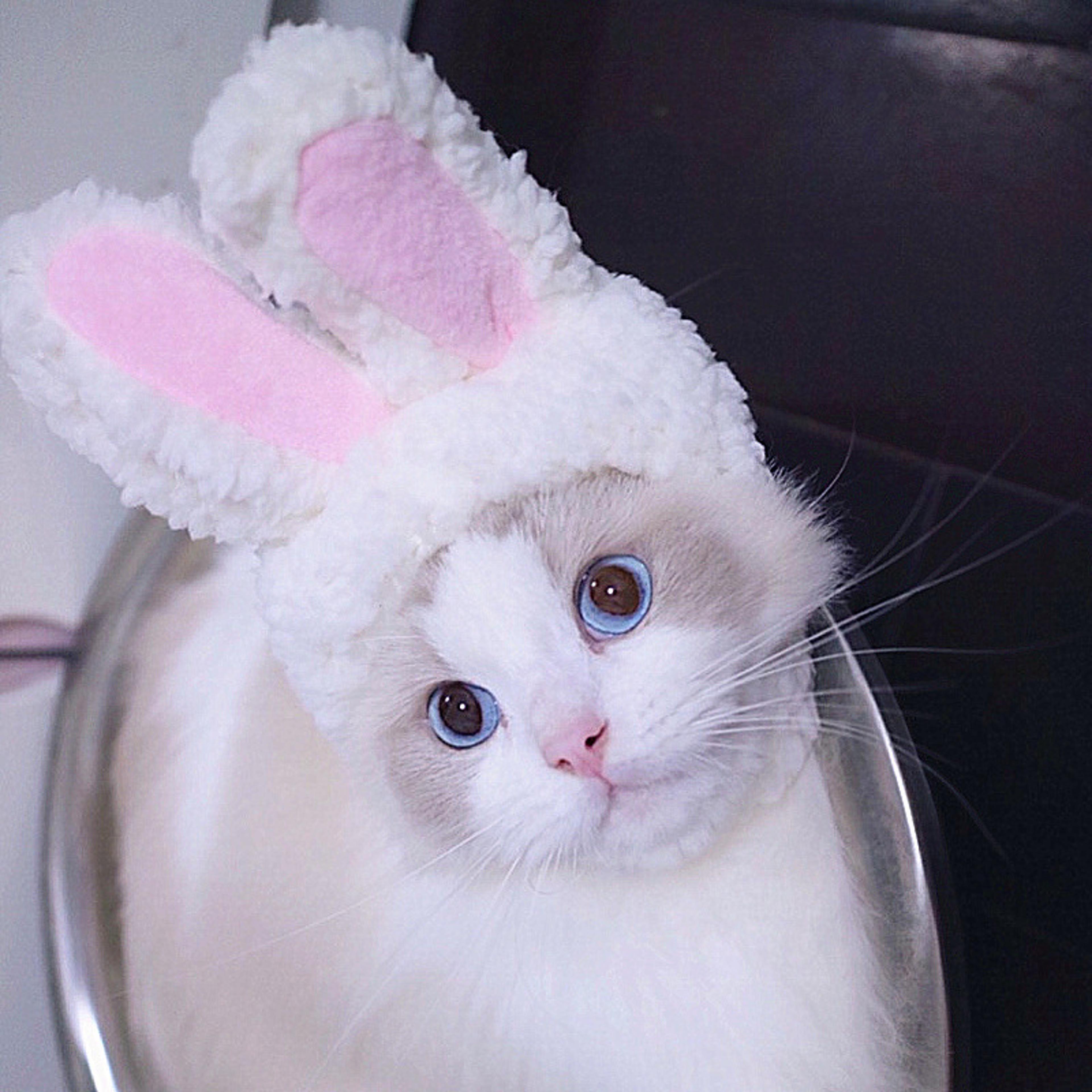 cute lion mane cat costume for cats & small dogs soft pet lion wig dress-up hat