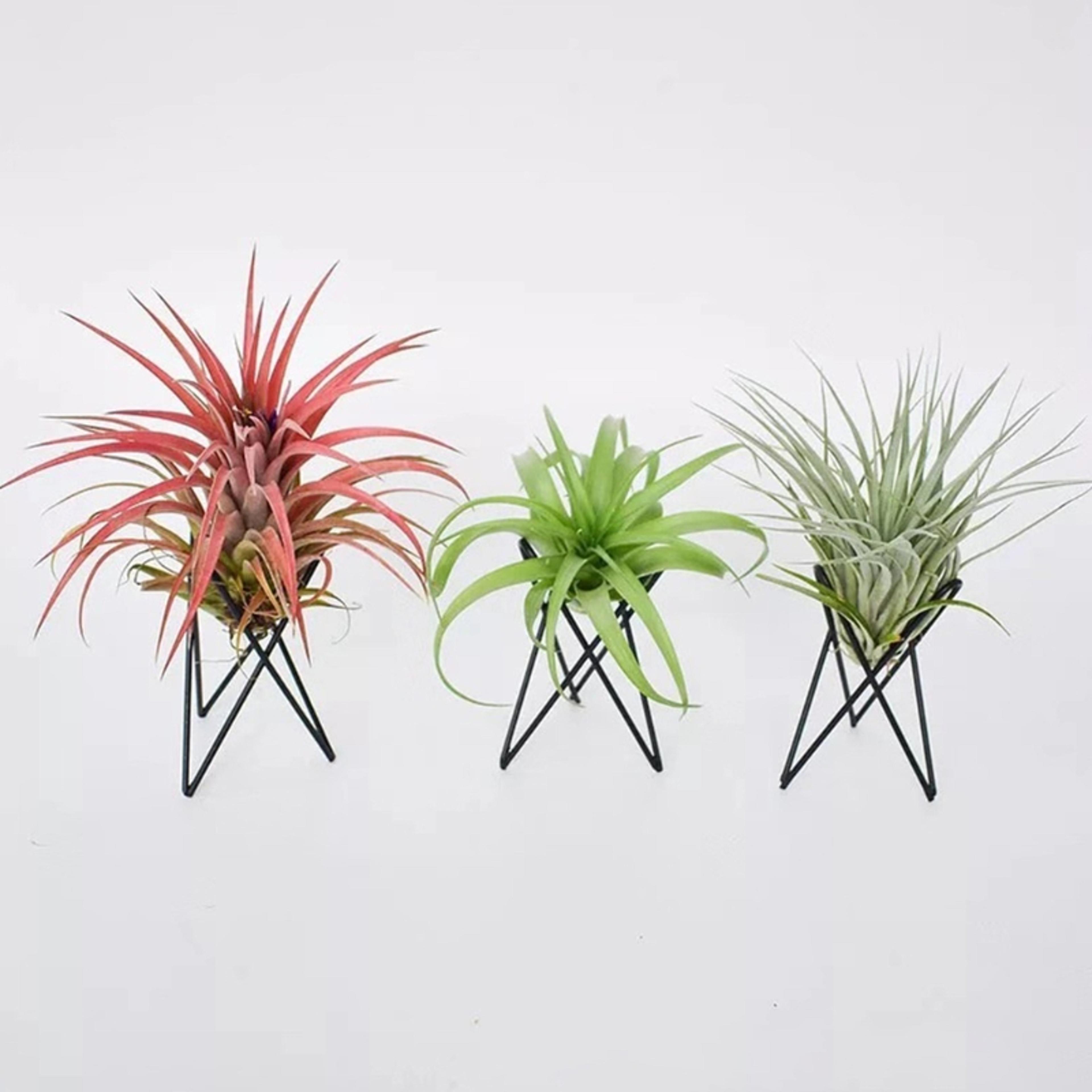 geometric air plant holder metal stand minimalist tillandsia display decor
