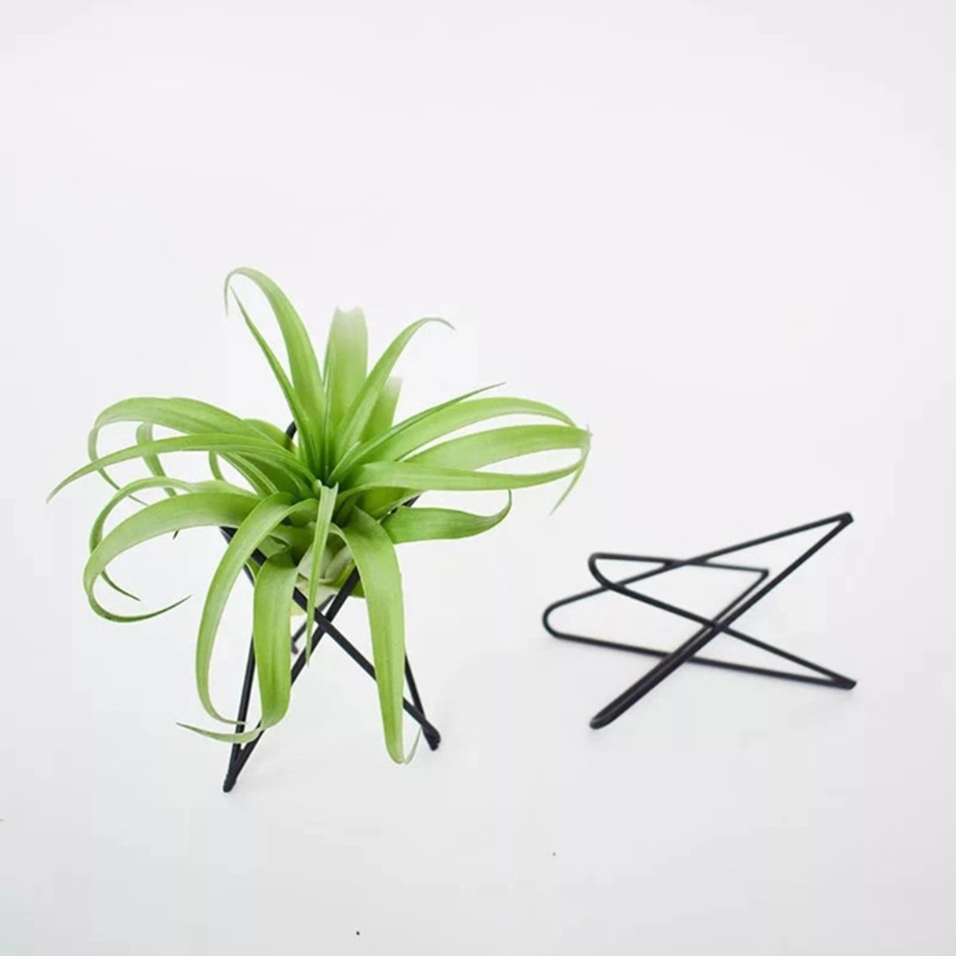 geometric metal air plant holder minimalist tillandsia display stand