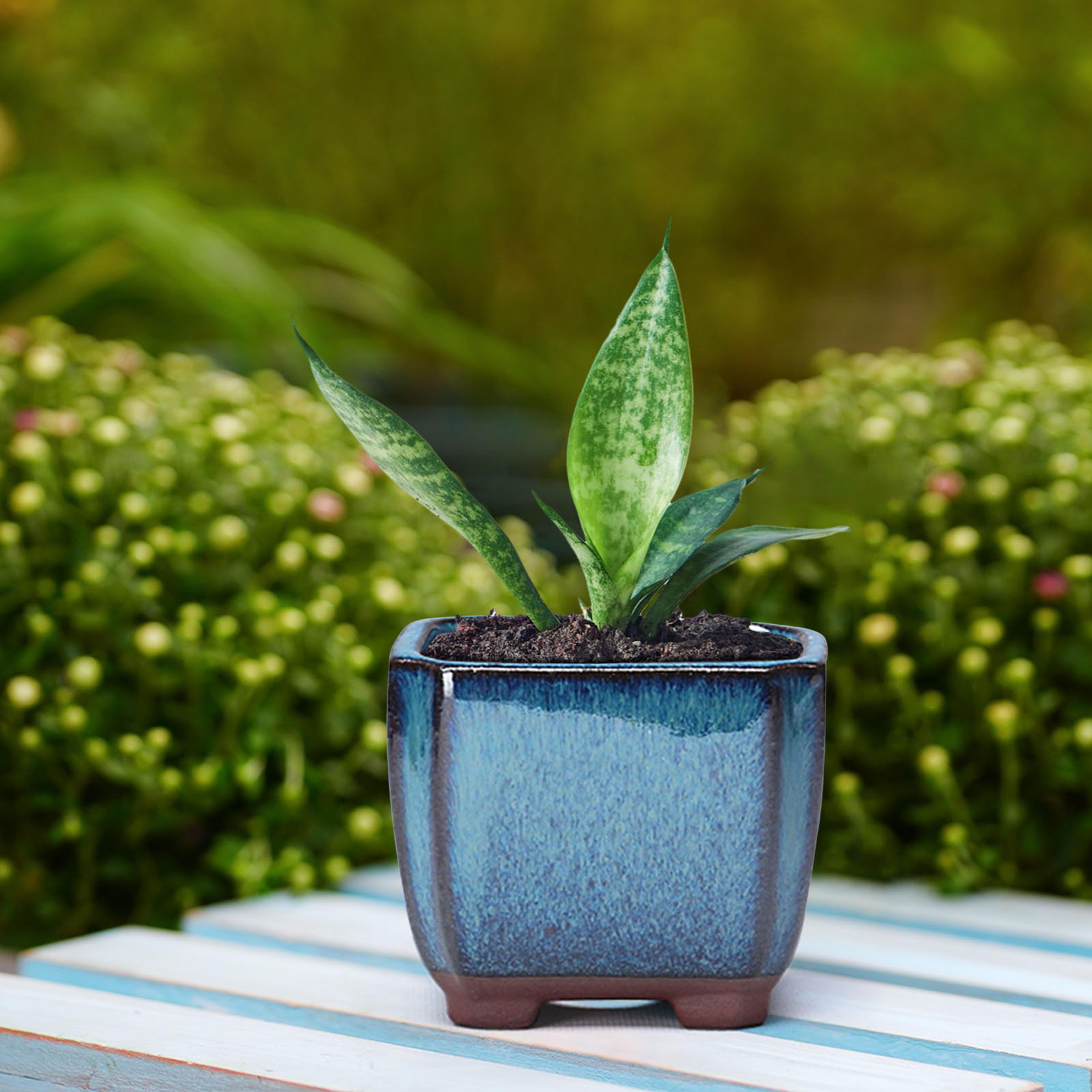 ceramic succulent planter with drainage hole & ventilation for indoor outdoor plants