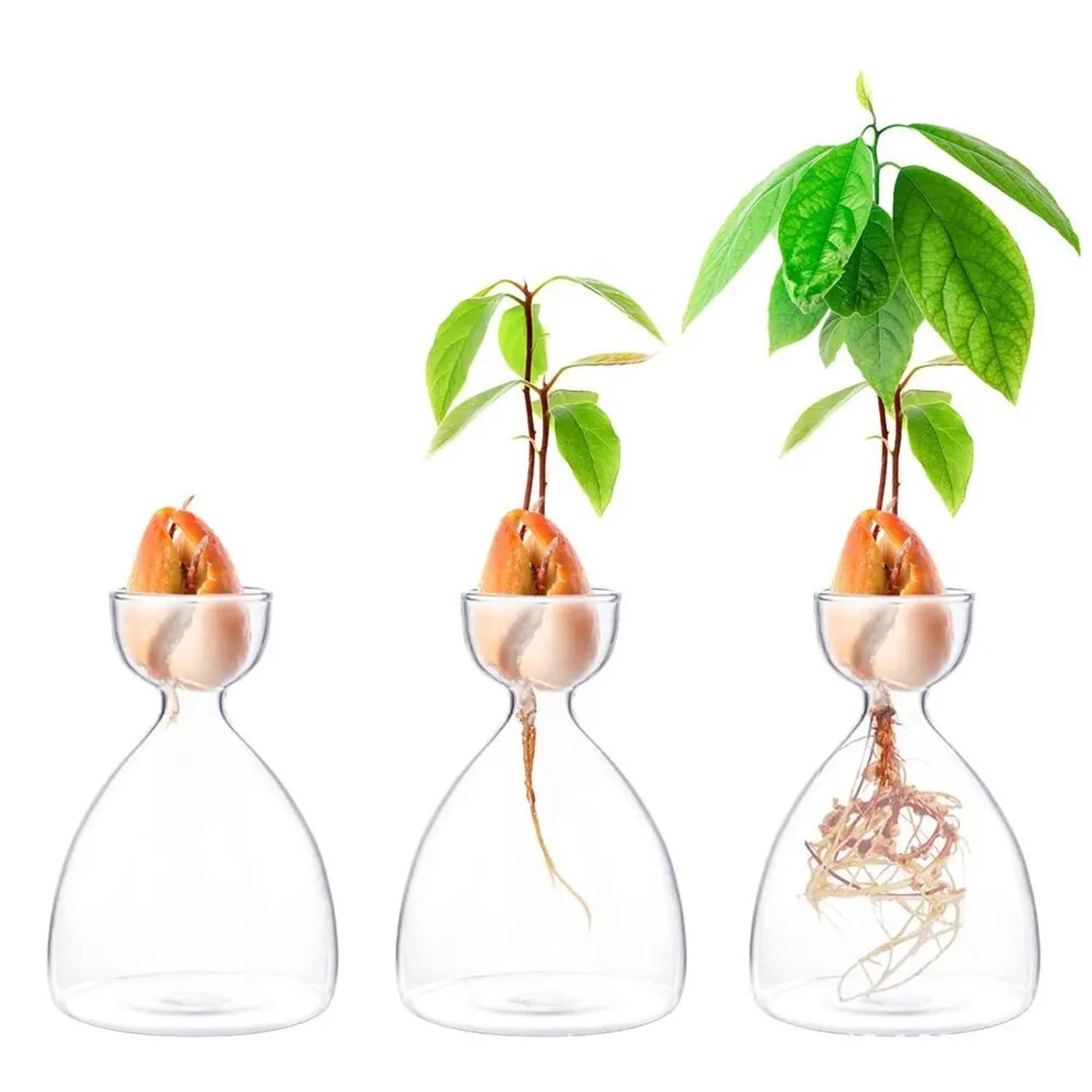 transparent glass avocado seed starter vase, plant growing kit for gardening enthusiasts