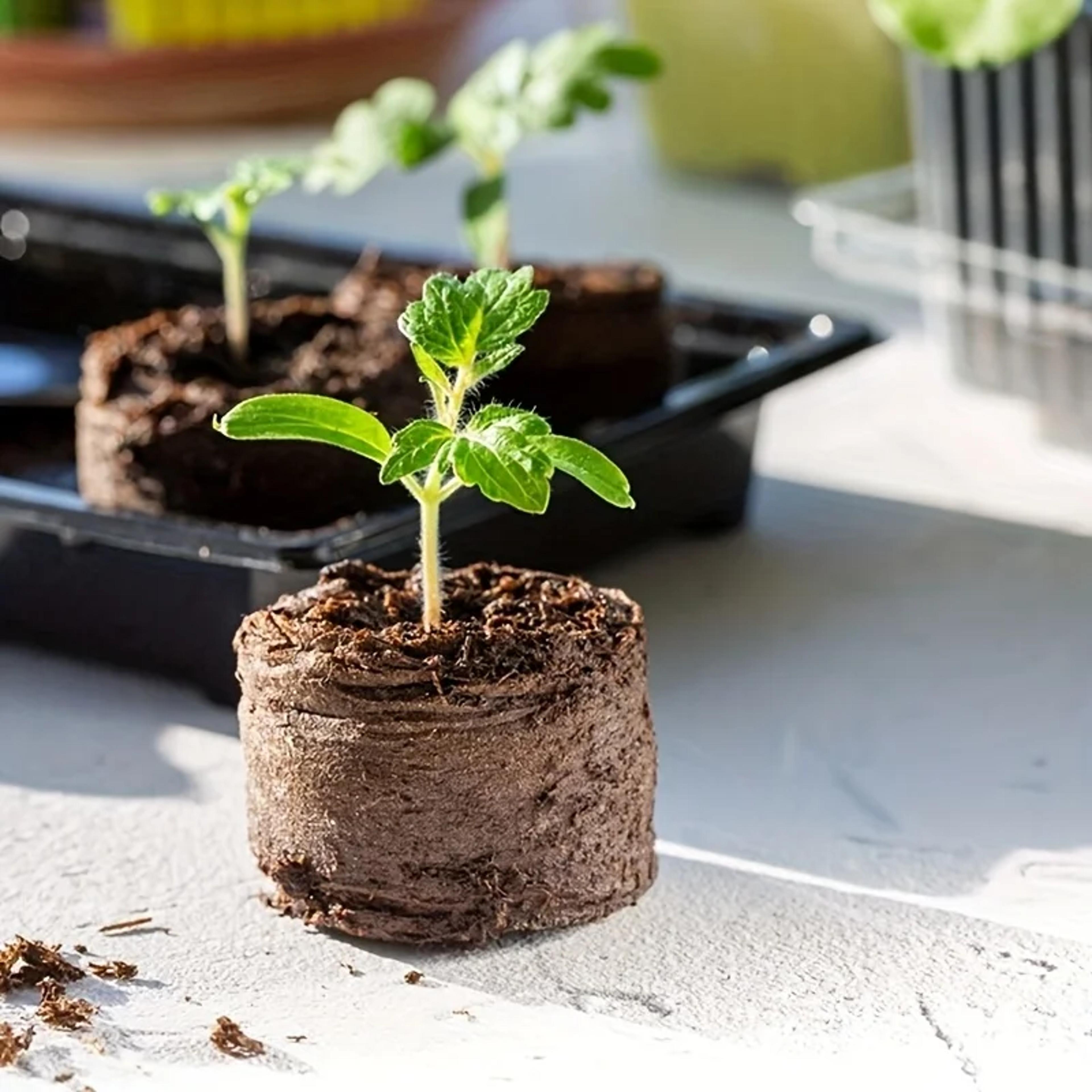 coconut coir fiber seed starter blocks with nursery tray, compressed soil for plant cutting, vegetable, herb & flower