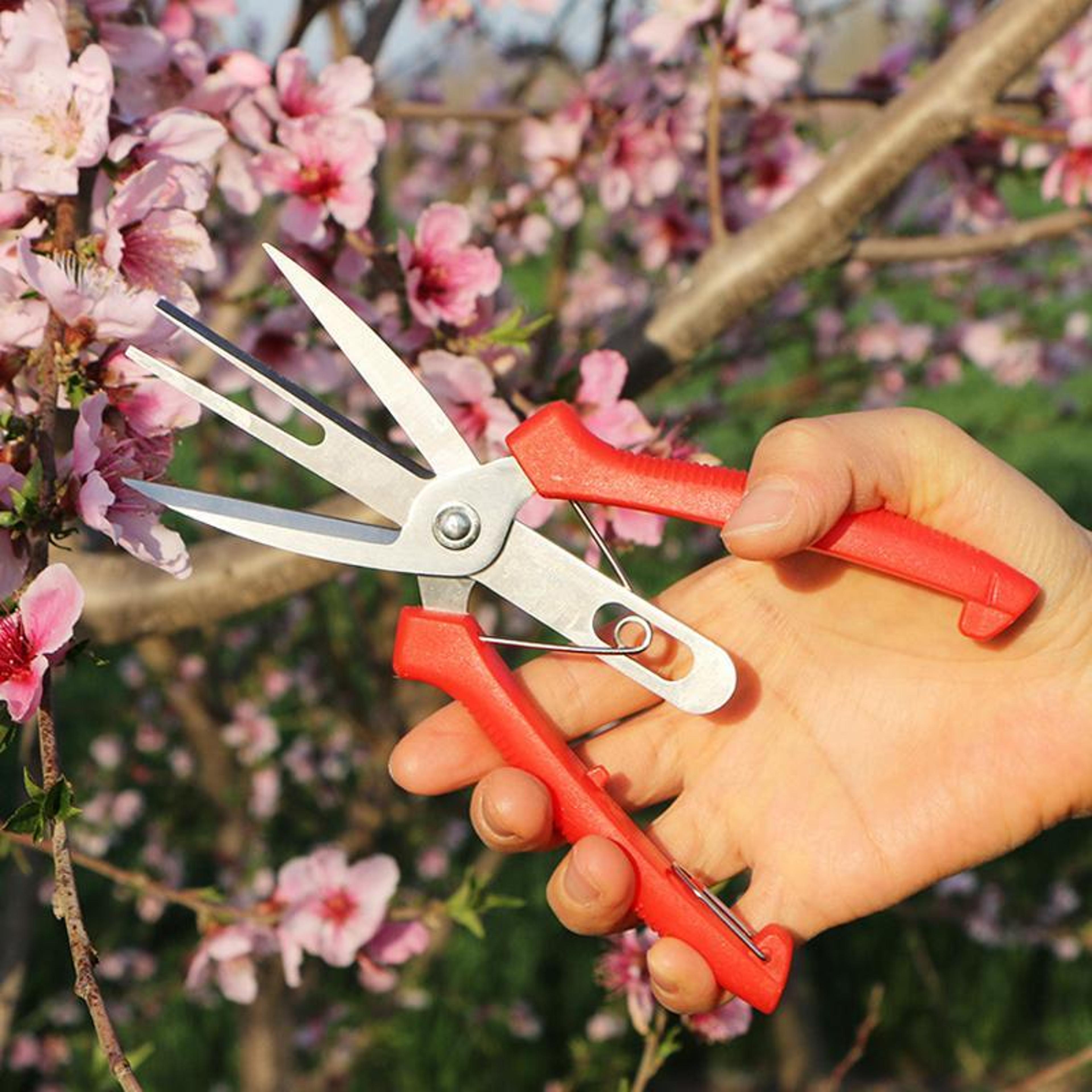 sk5 carbon steel fruit thinning scissors for precision flower pruning & garden harvesting