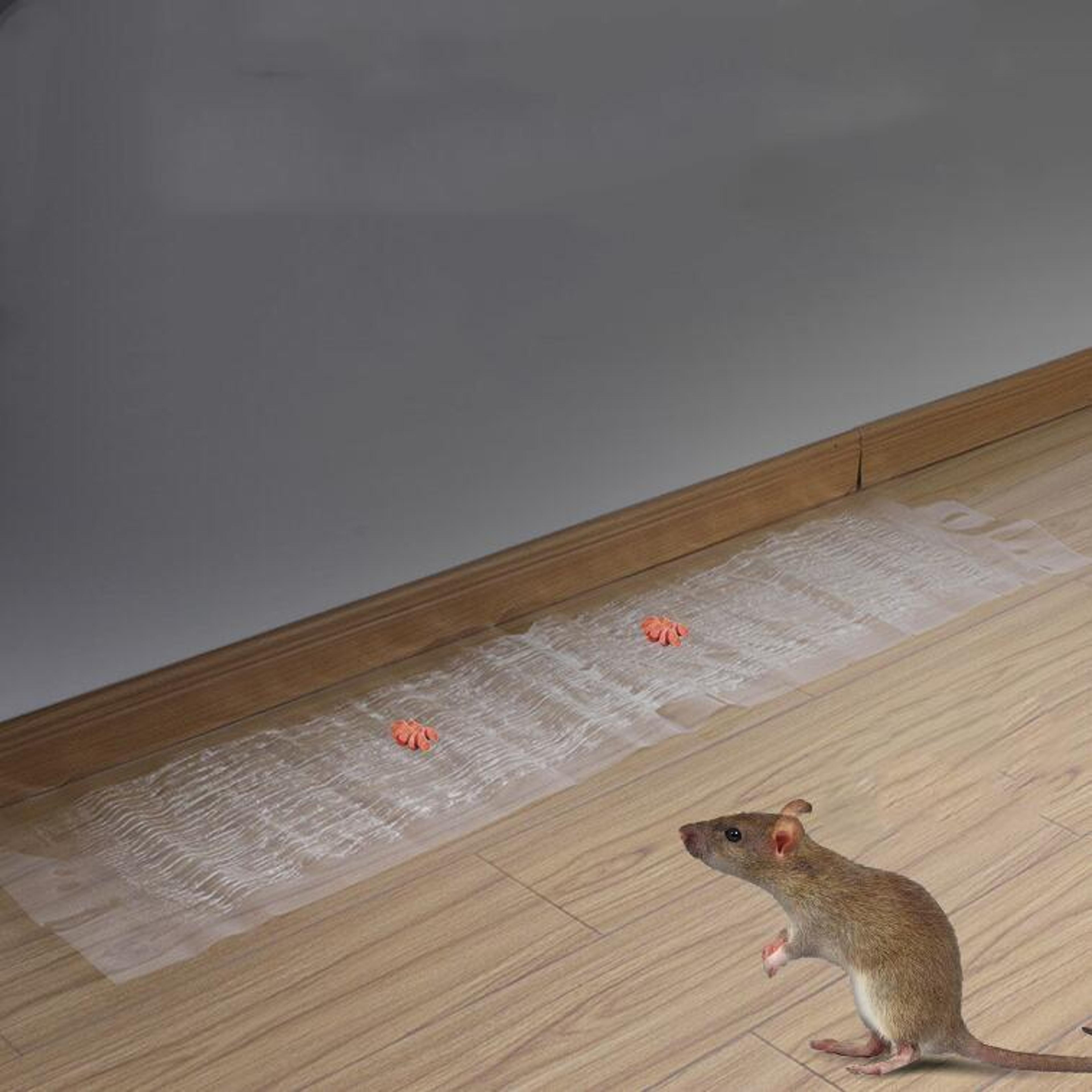 transparent strong adhesive mouse trap glue board for indoor rodent control