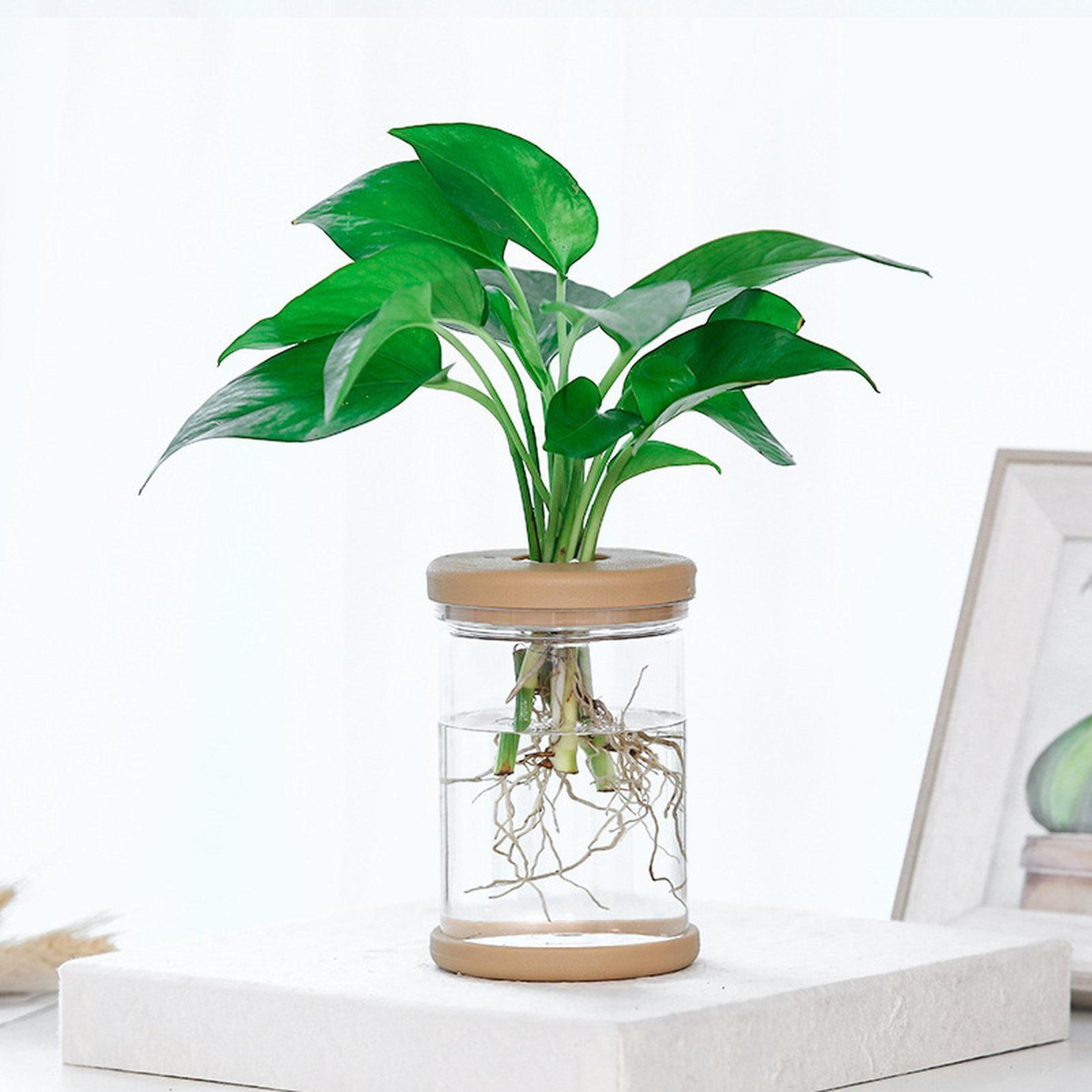 aquavista clear self watering planter hydroponic pot & mini fish bowl for indoor plants