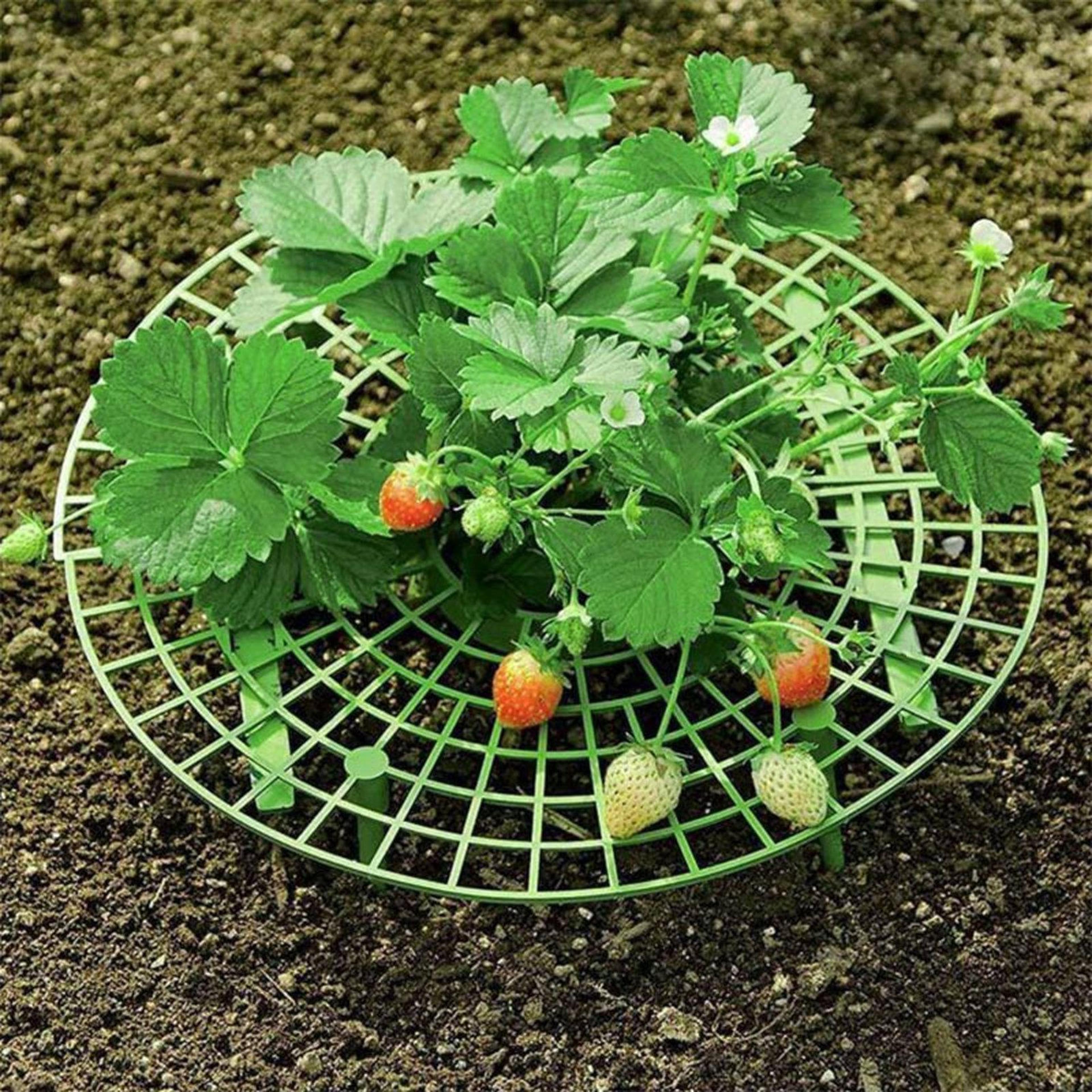 strawberry plant support frame for cleaner, healthier berries and higher yields