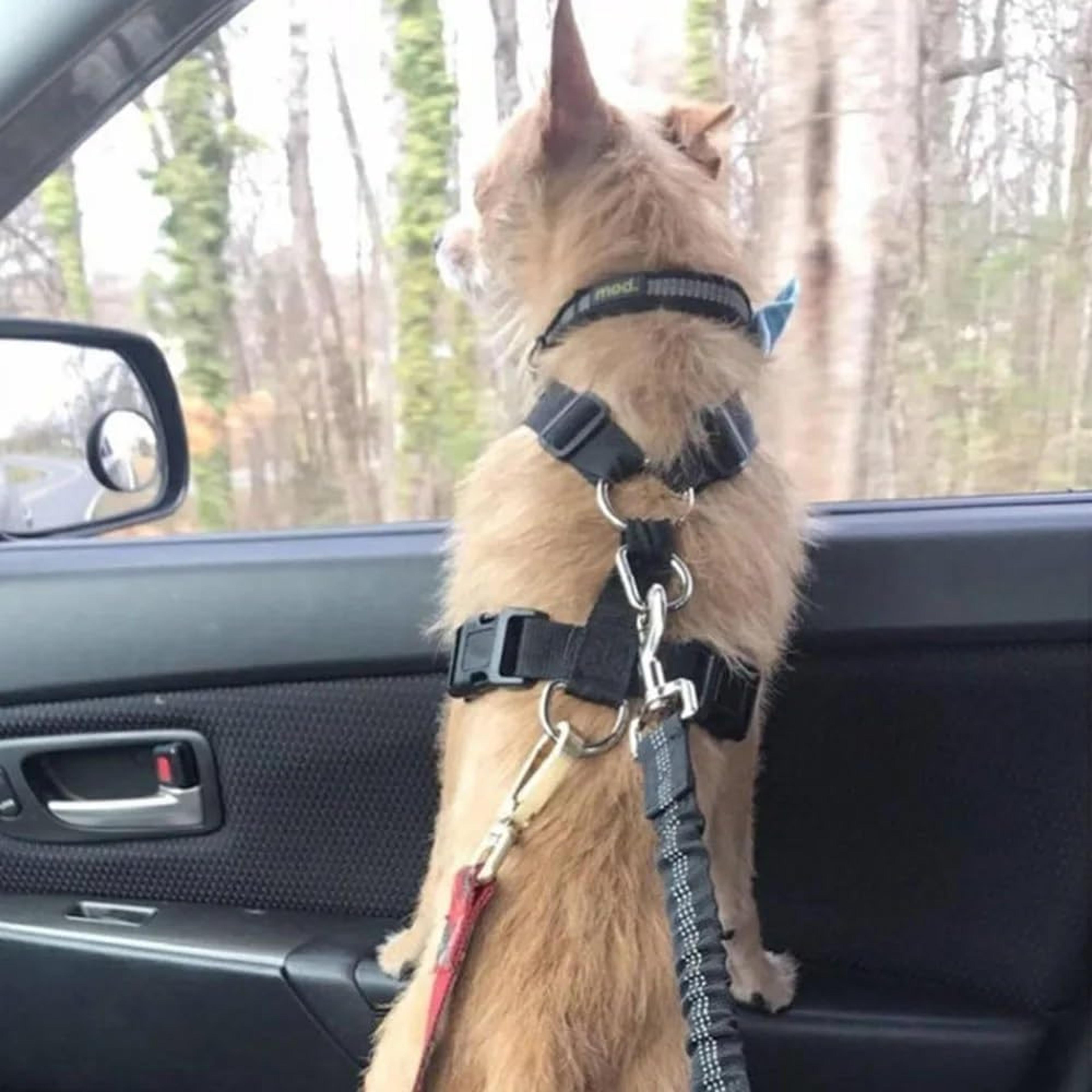 adjustable pet car seat belt, safety harness clip for dogs & cats, universal vehicle travel accessory