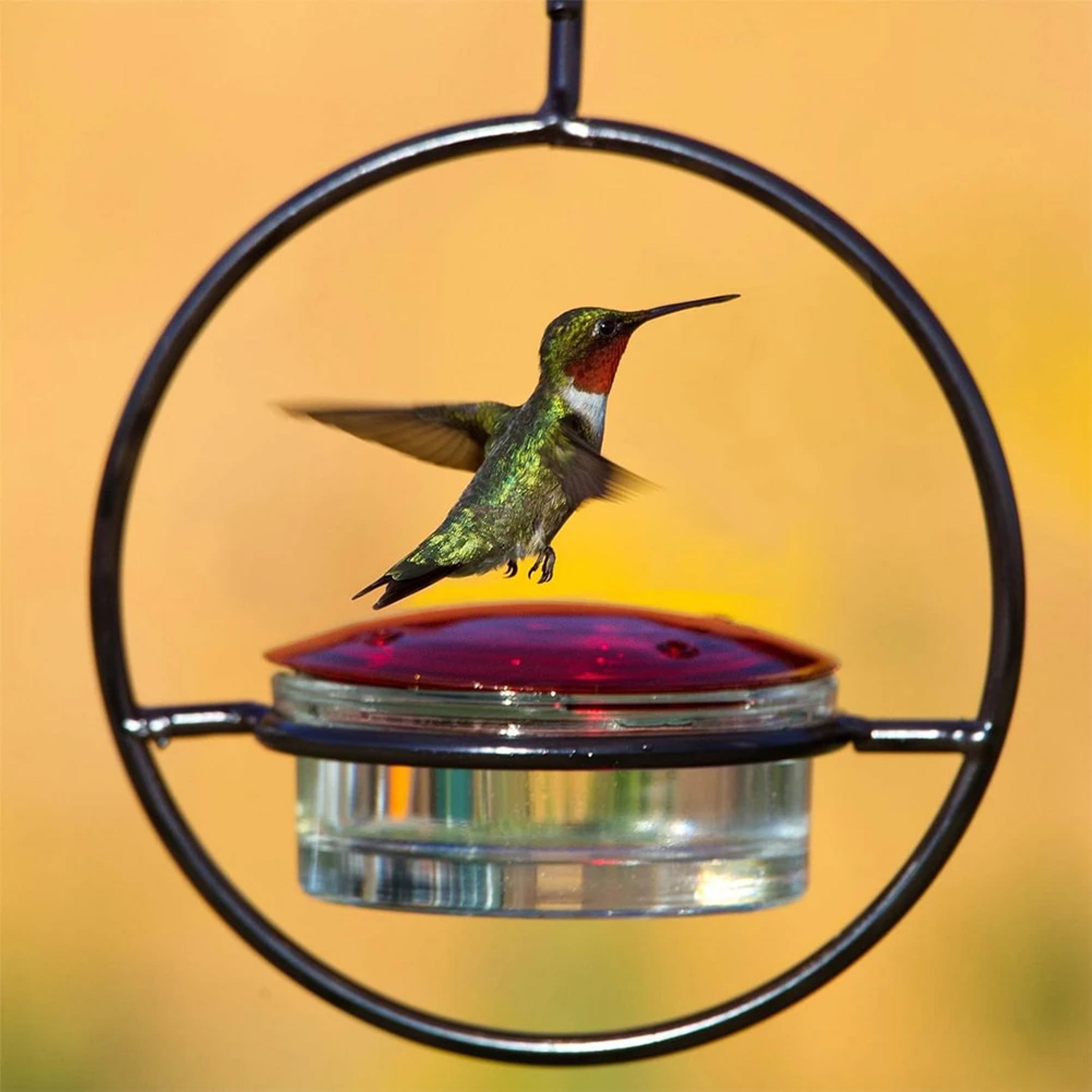elegant hummingbird feeder with red glass bowl, outdoor hanging drinker to attract birds to garden, backyard & patio