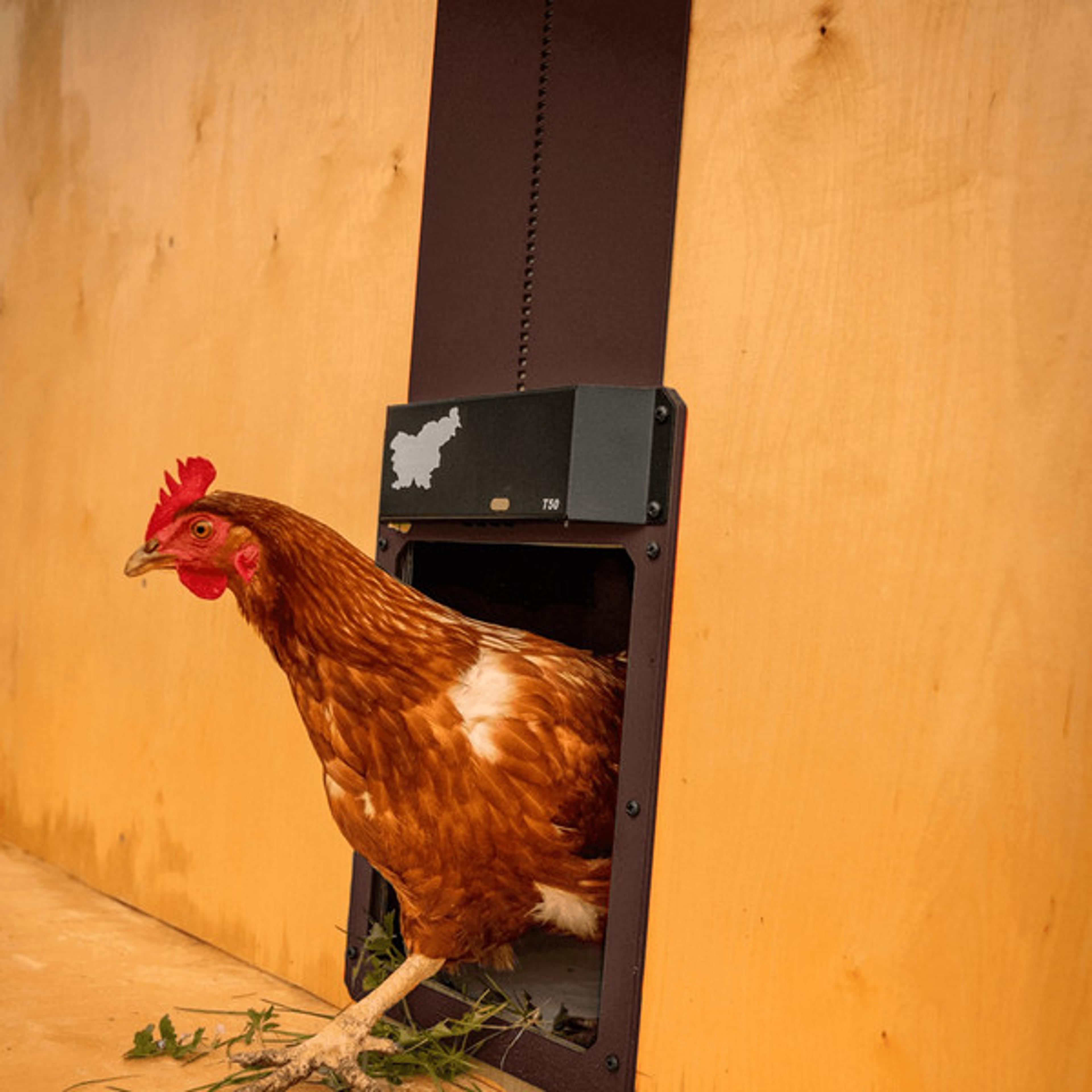 secure your coop - automatic chicken door with ip44 waterproof design, easy installation for all weather conditions