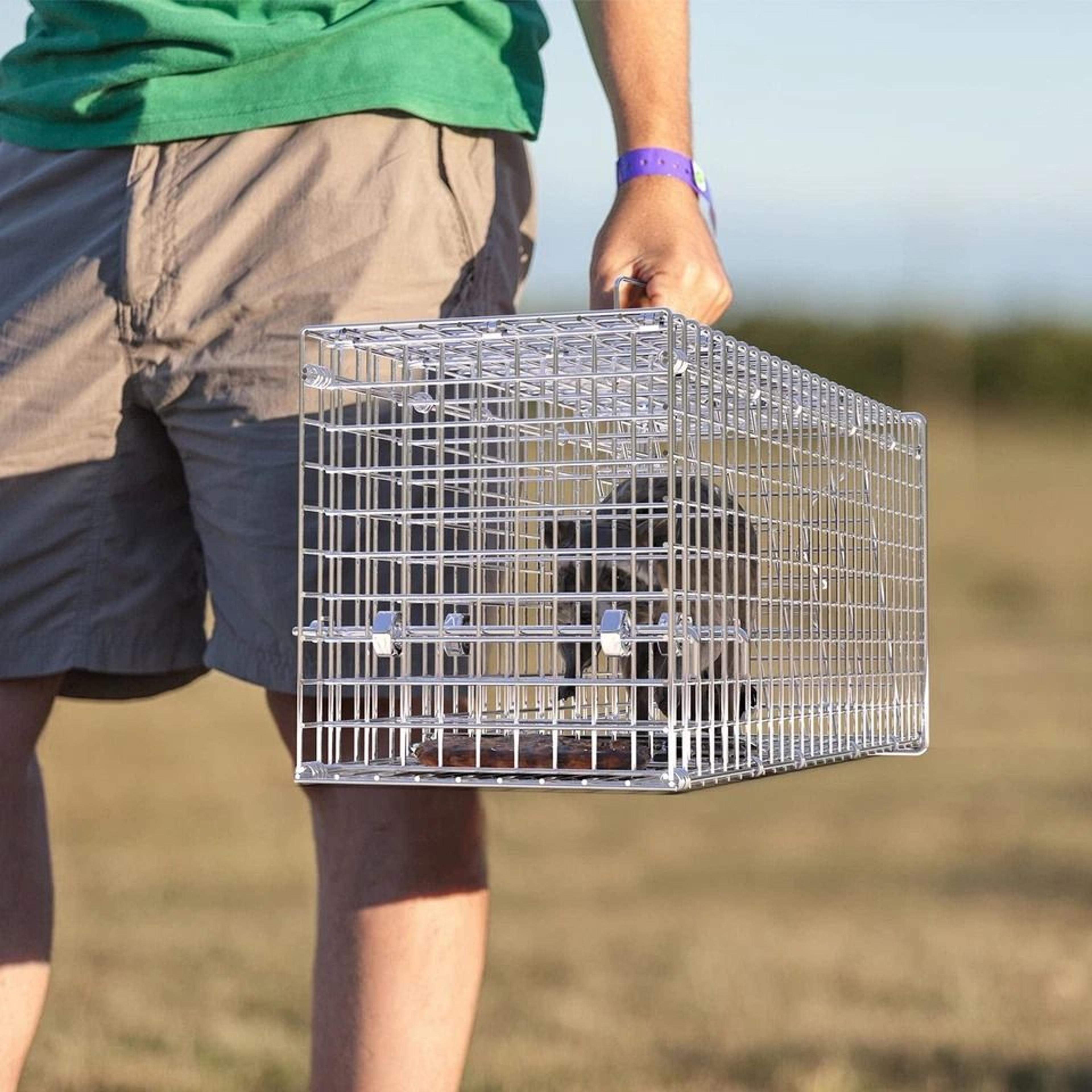 humane animal trap cage, live trap for mice, squirrel, rodents, safe for pets, durable metal construction