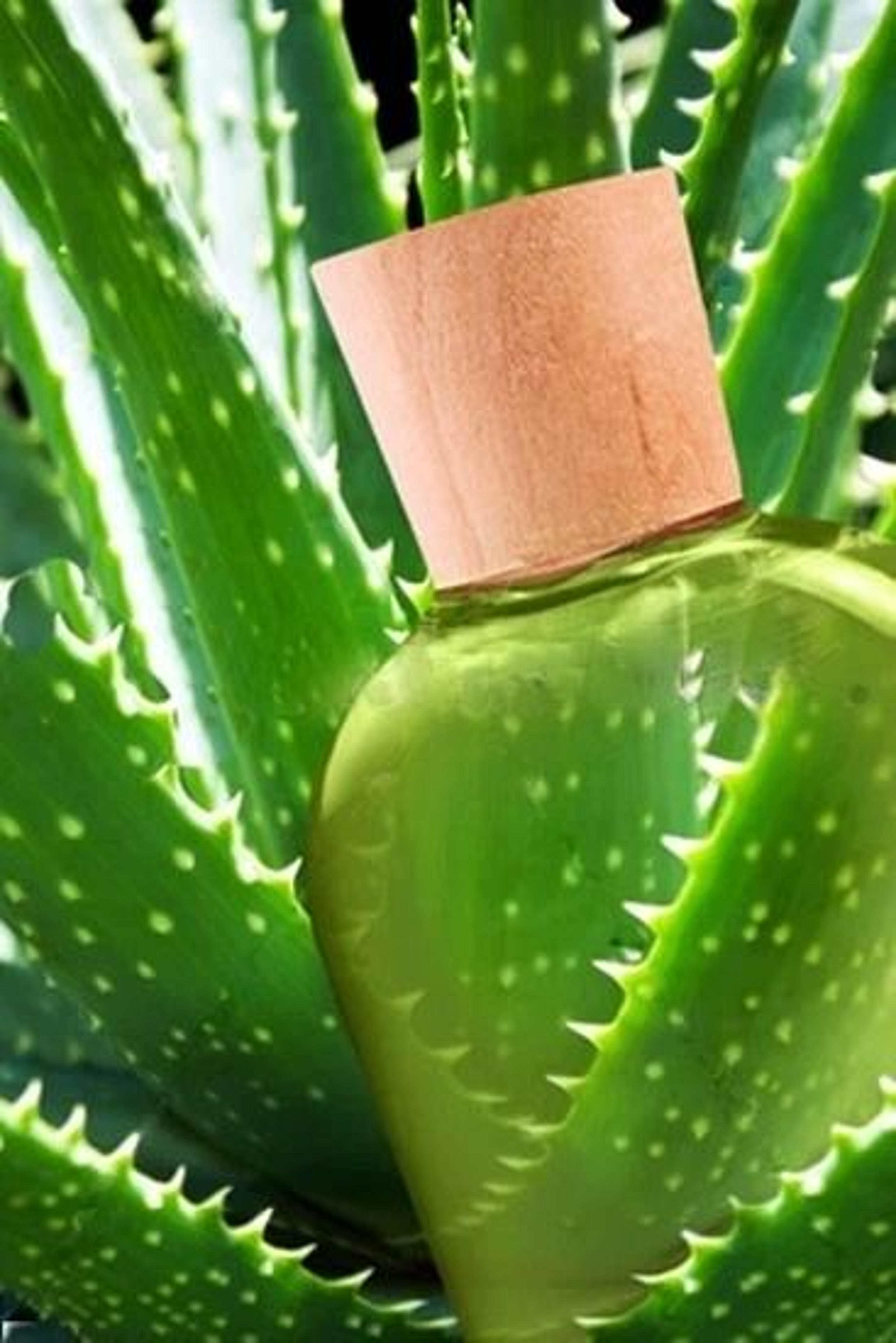the only after microdermabrasion moisturizer pure organic aloe vera gel, hydrating & healing skincare