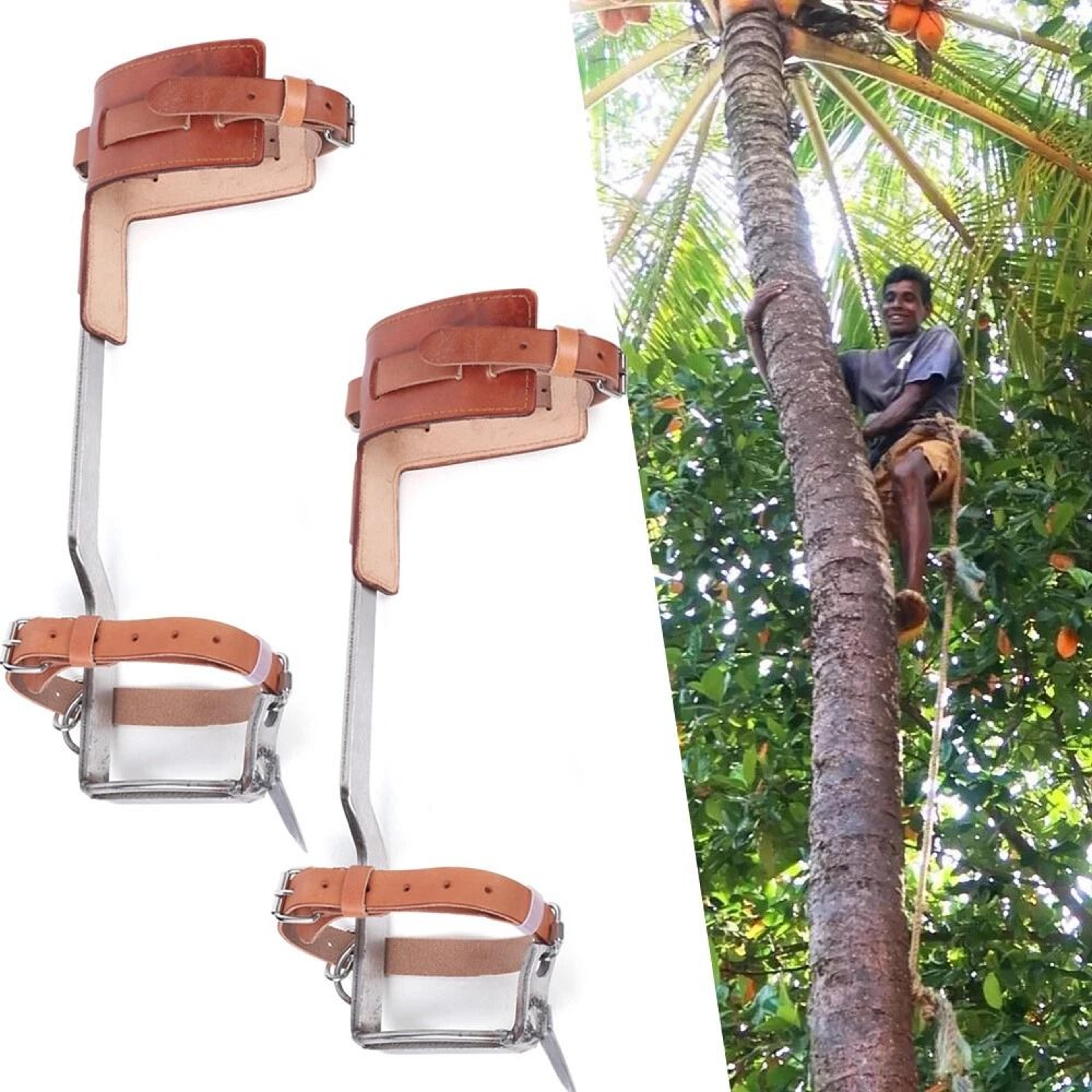 tree climbing spikes & stainless steel climbing spurs set capacity professional climbing gaffs