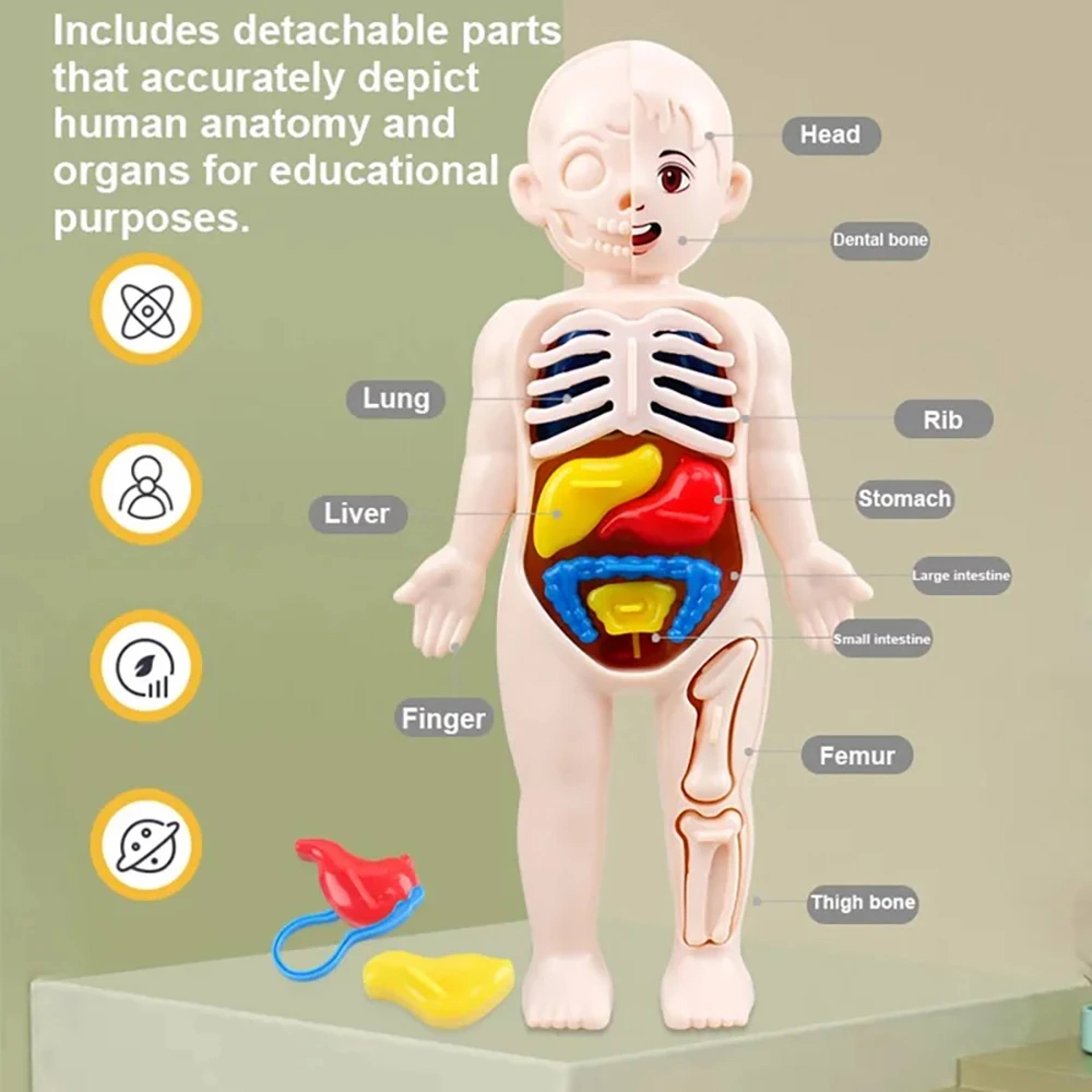 montessori human body anatomy model diy educational toy for kids science learning