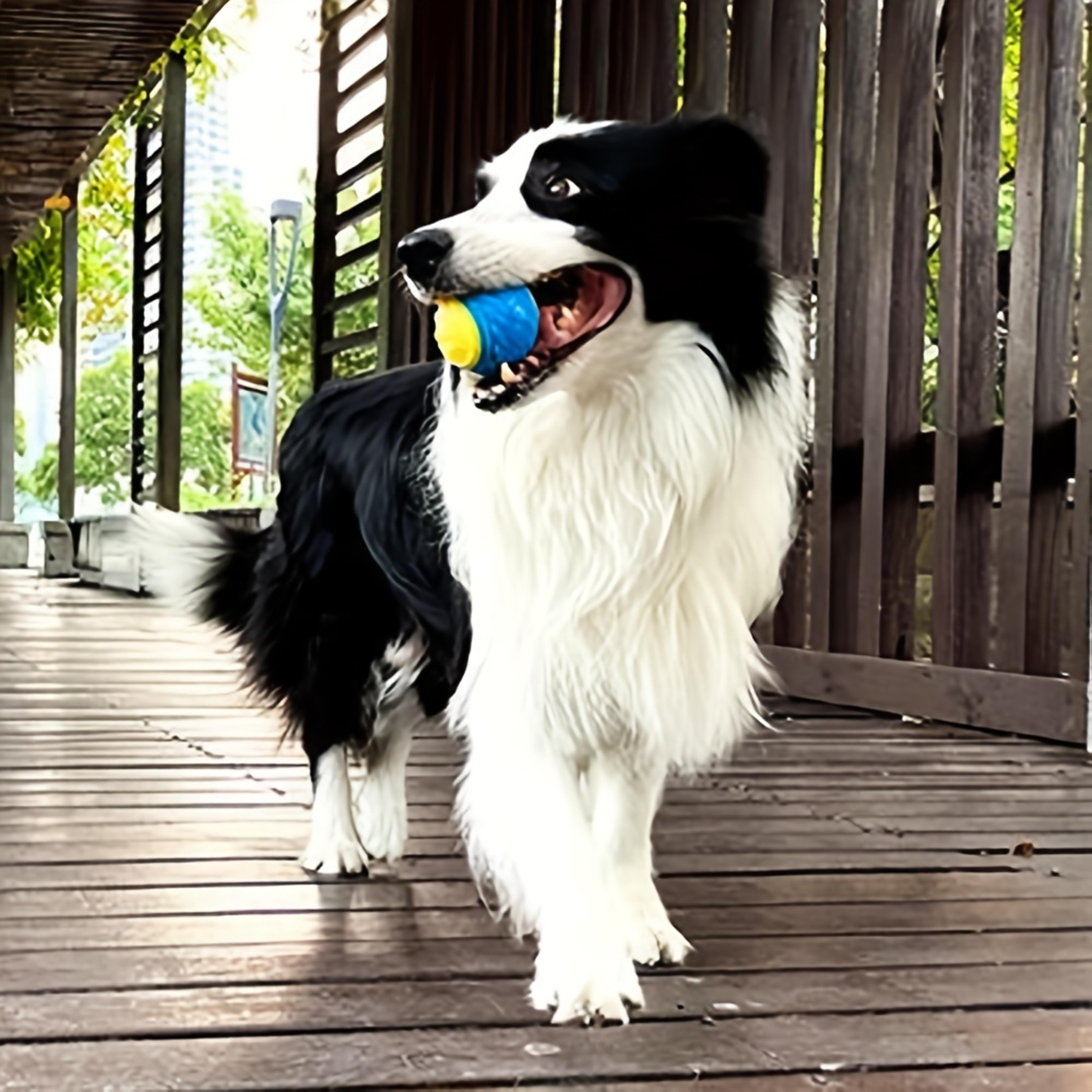 durable interactive dog toy - chew & teeth grinding ball for pets